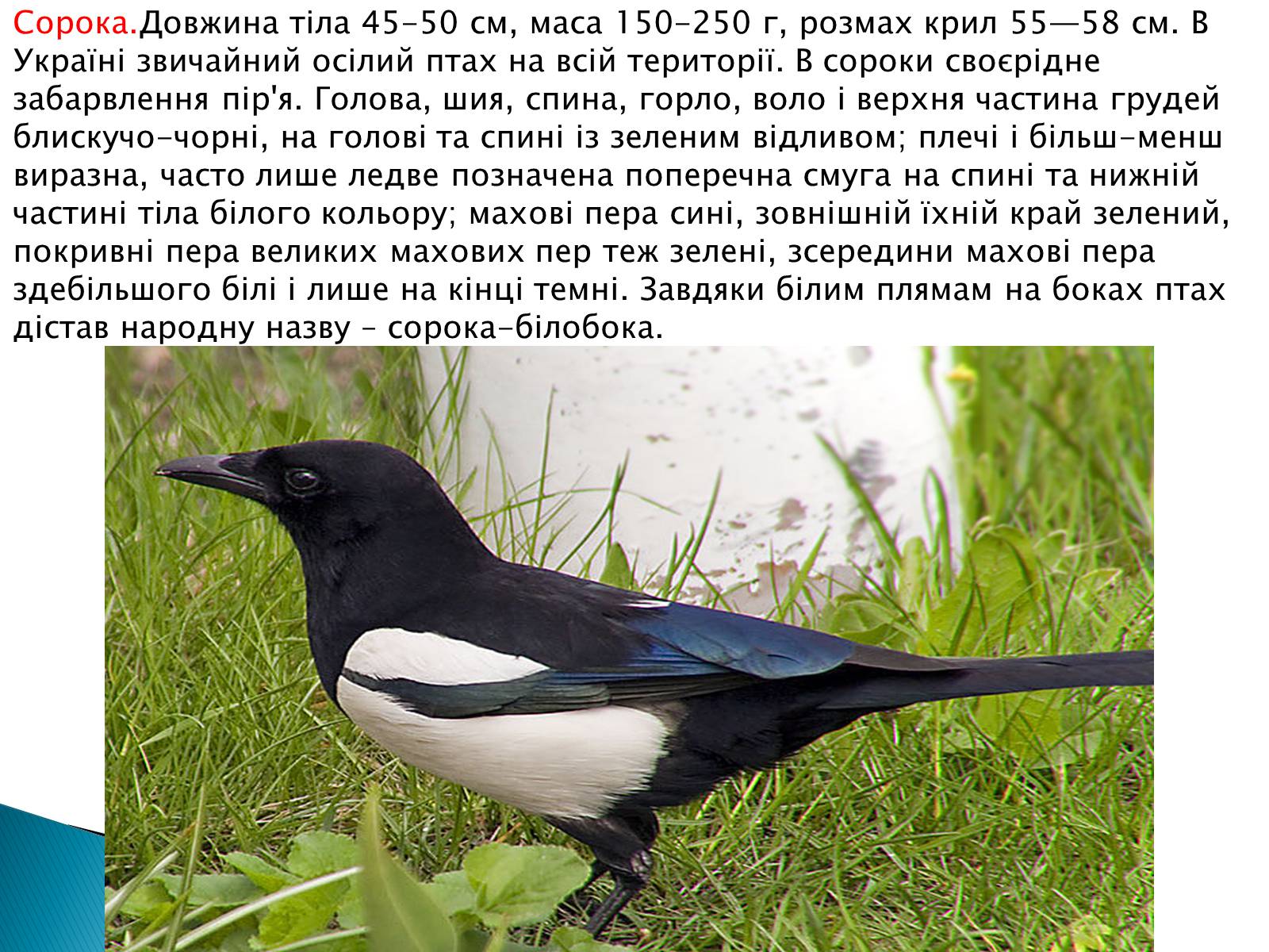 Презентація на тему «Зимуючі птахи України» - Слайд #16