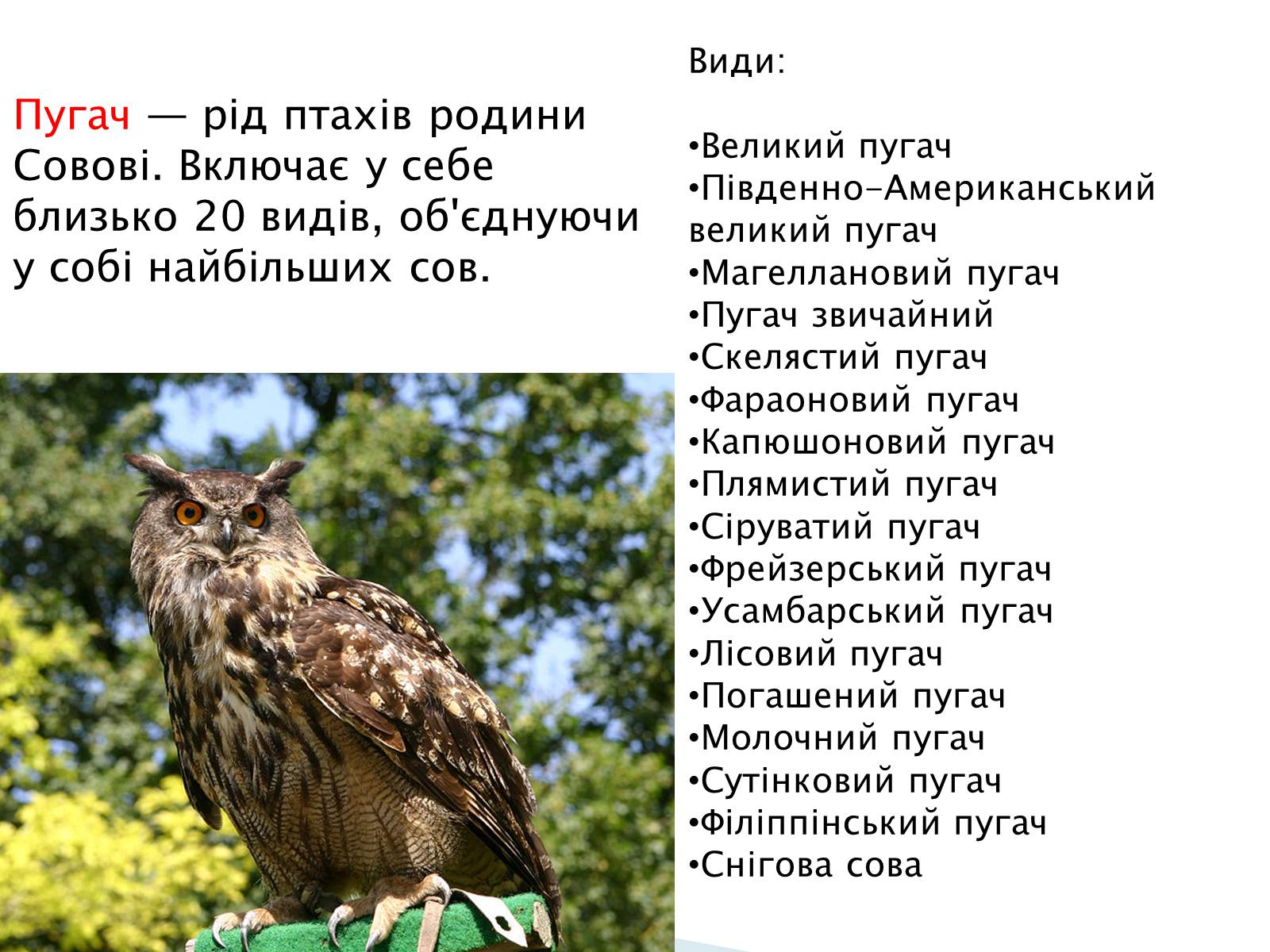 Презентація на тему «Зимуючі птахи України» - Слайд #4
