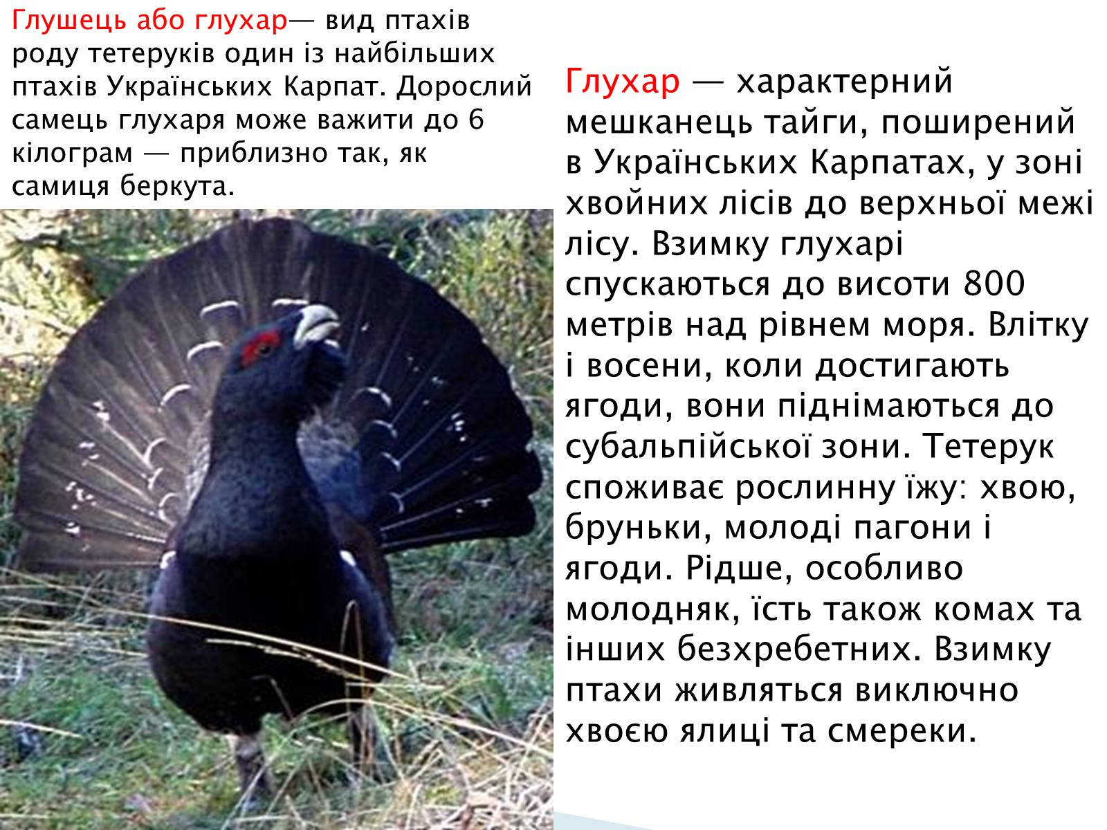 Презентація на тему «Зимуючі птахи України» - Слайд #7