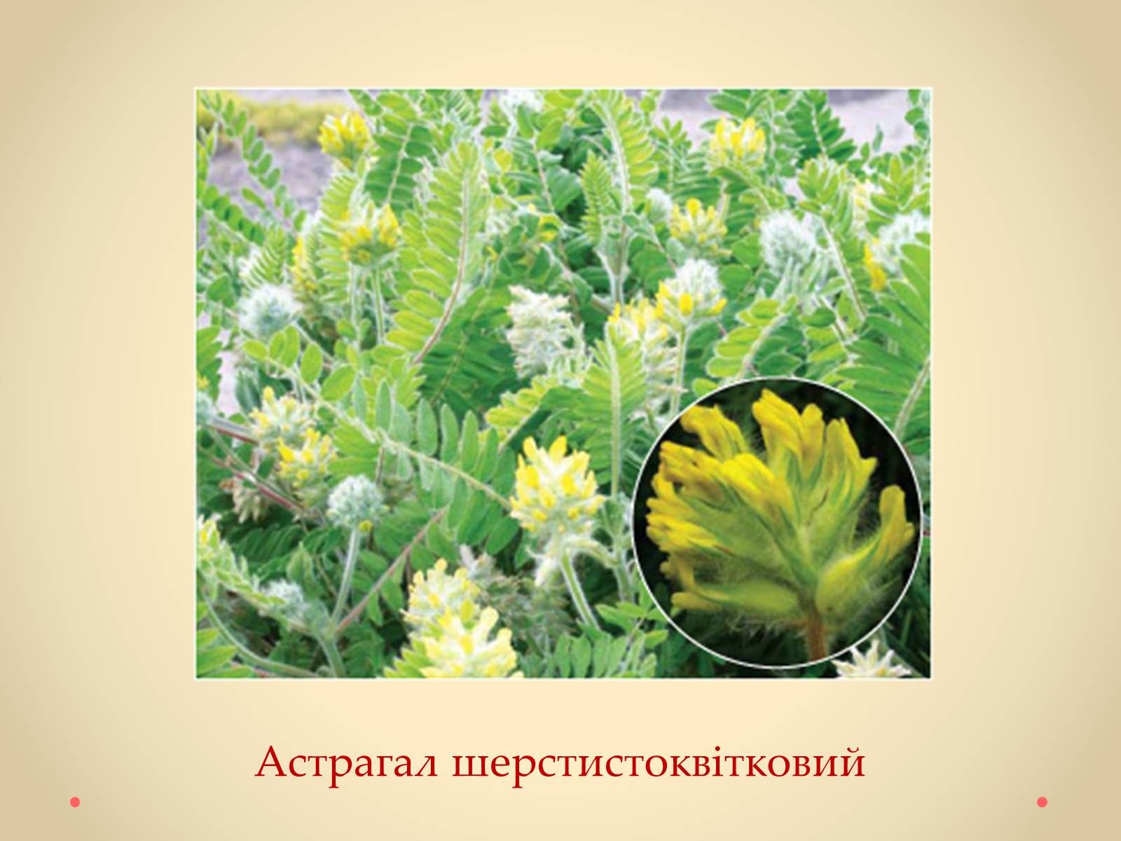 Презентація на тему «Рослини Кіровоградської області, занесені до Червоної книги України» - Слайд #26