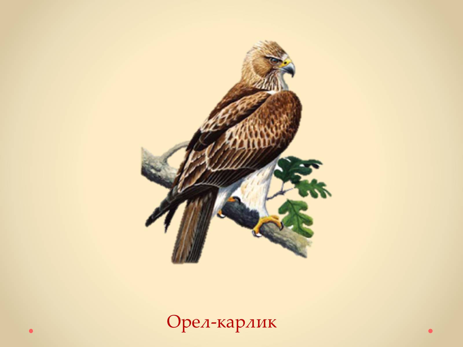 Презентація на тему «Рослини Кіровоградської області, занесені до Червоної книги України» - Слайд #48