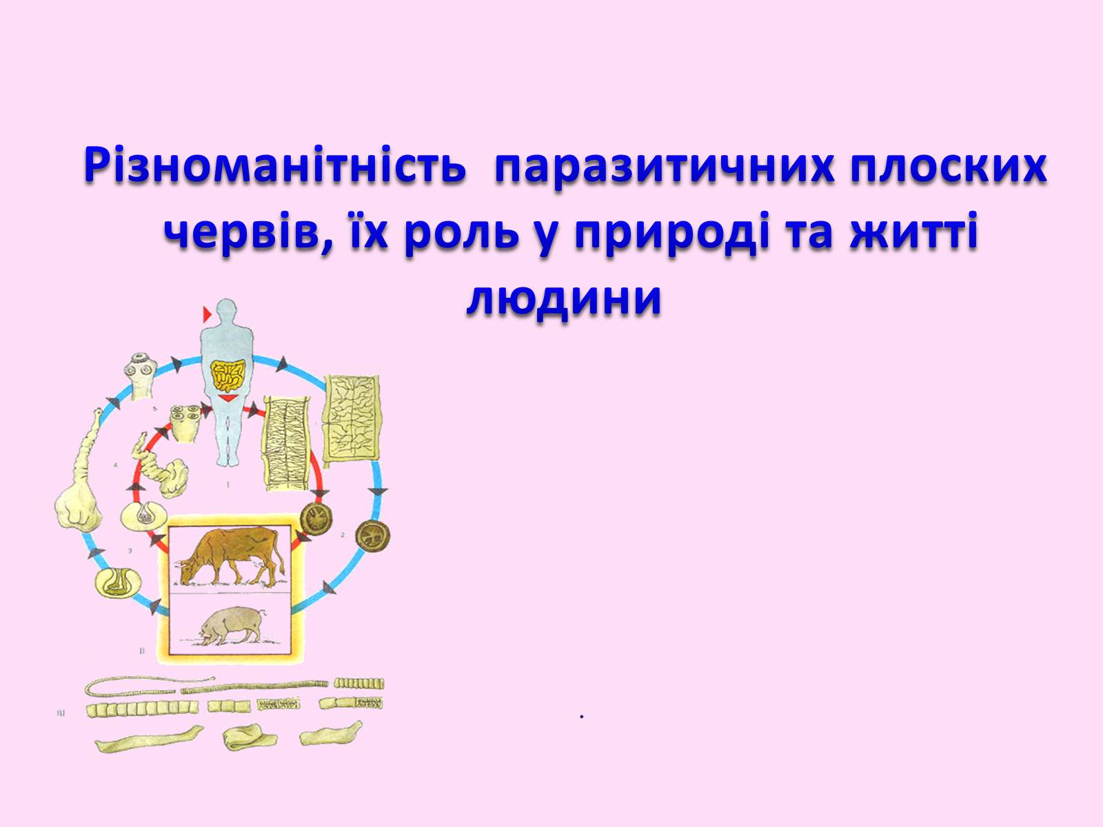 Презентація на тему «Різноманітність паразитичних плоских червів» - Слайд #1