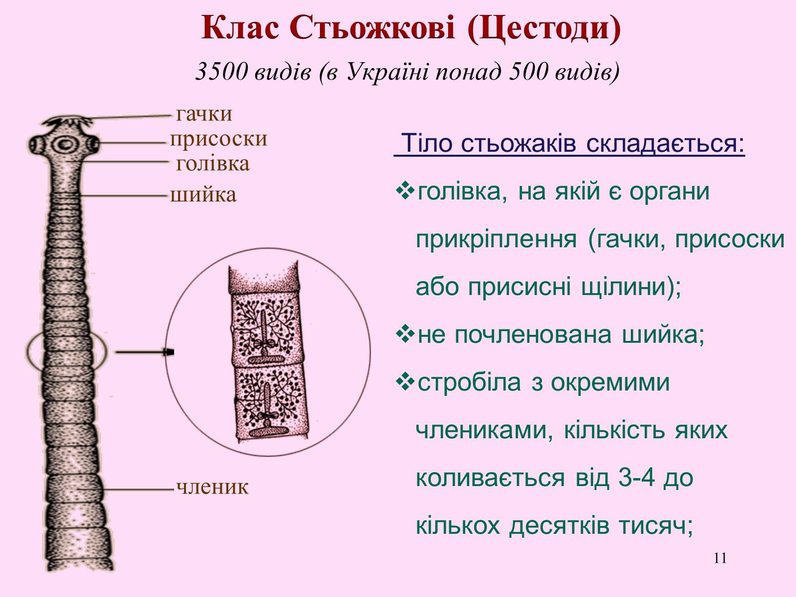 Презентація на тему «Різноманітність паразитичних плоских червів» - Слайд #11