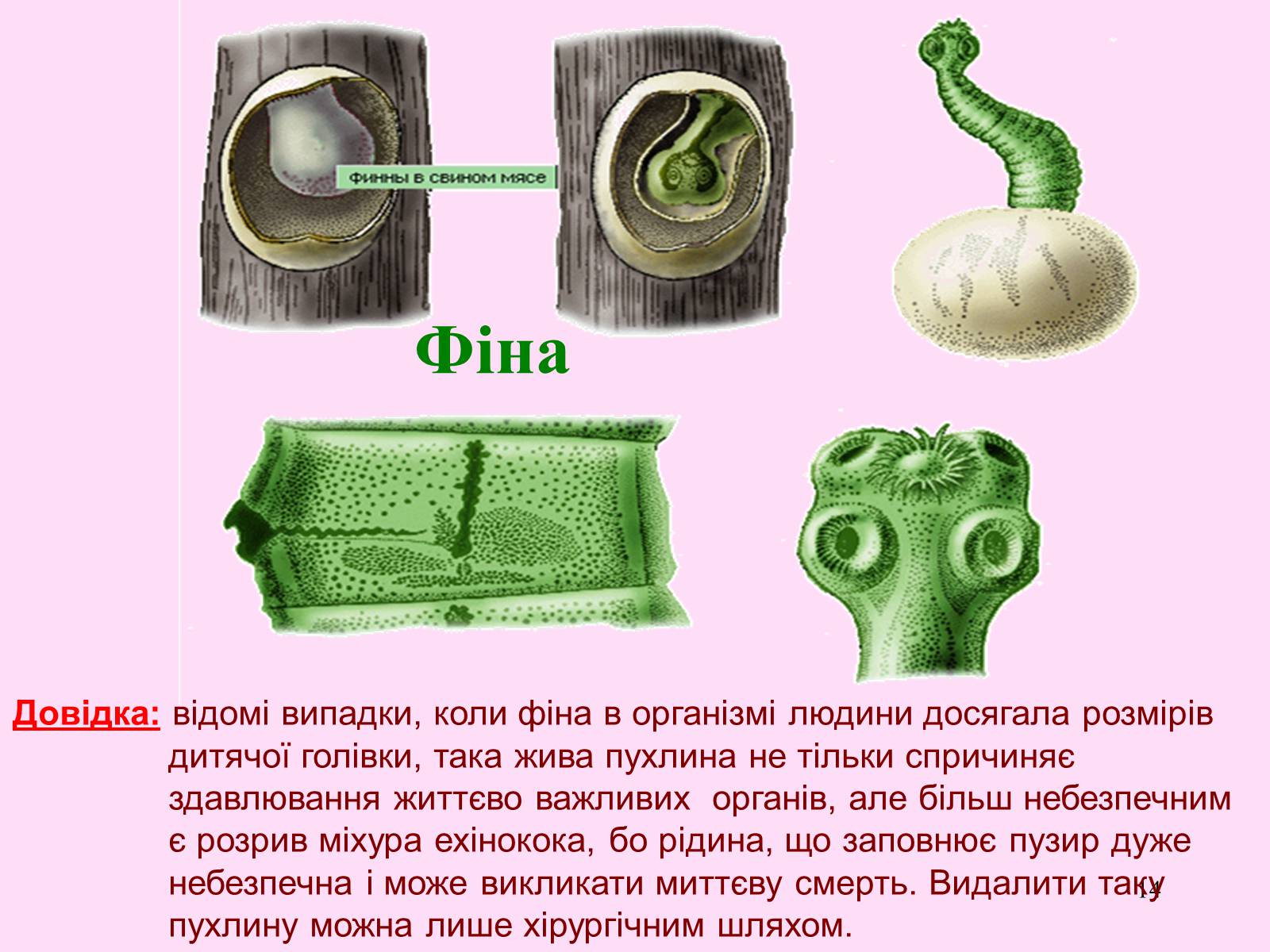 Презентація на тему «Різноманітність паразитичних плоских червів» - Слайд #14