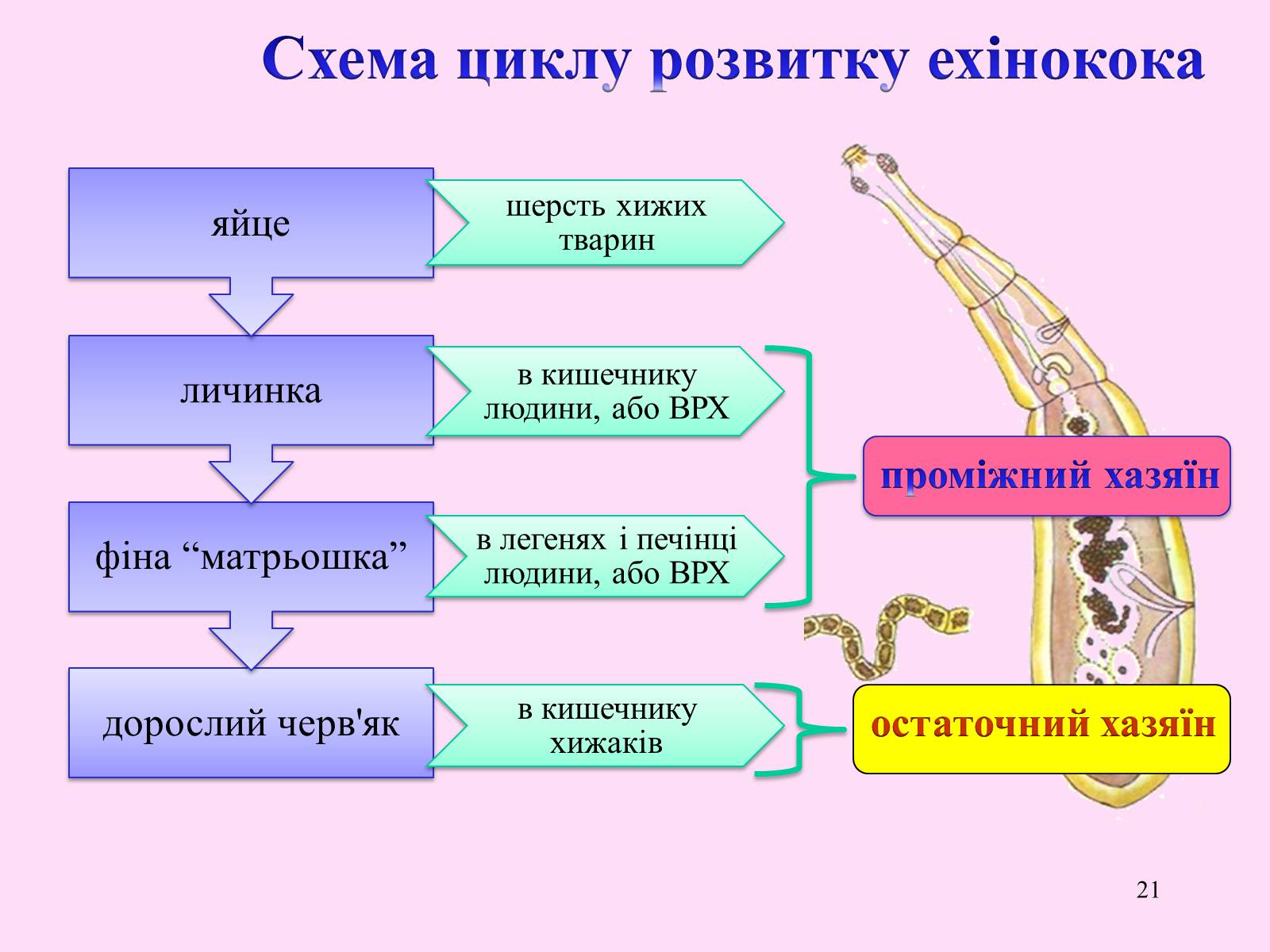 Презентація на тему «Різноманітність паразитичних плоских червів» - Слайд #21