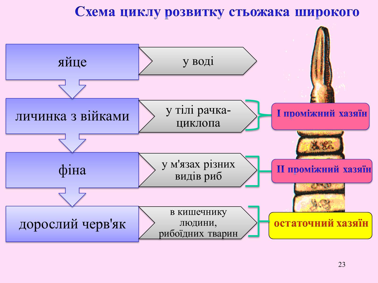 Презентація на тему «Різноманітність паразитичних плоских червів» - Слайд #23