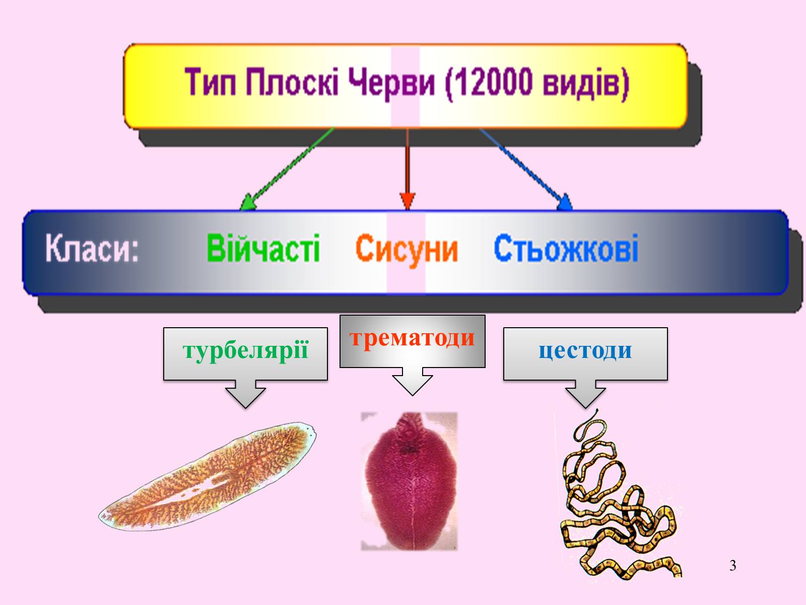 Презентація на тему «Різноманітність паразитичних плоских червів» - Слайд #3