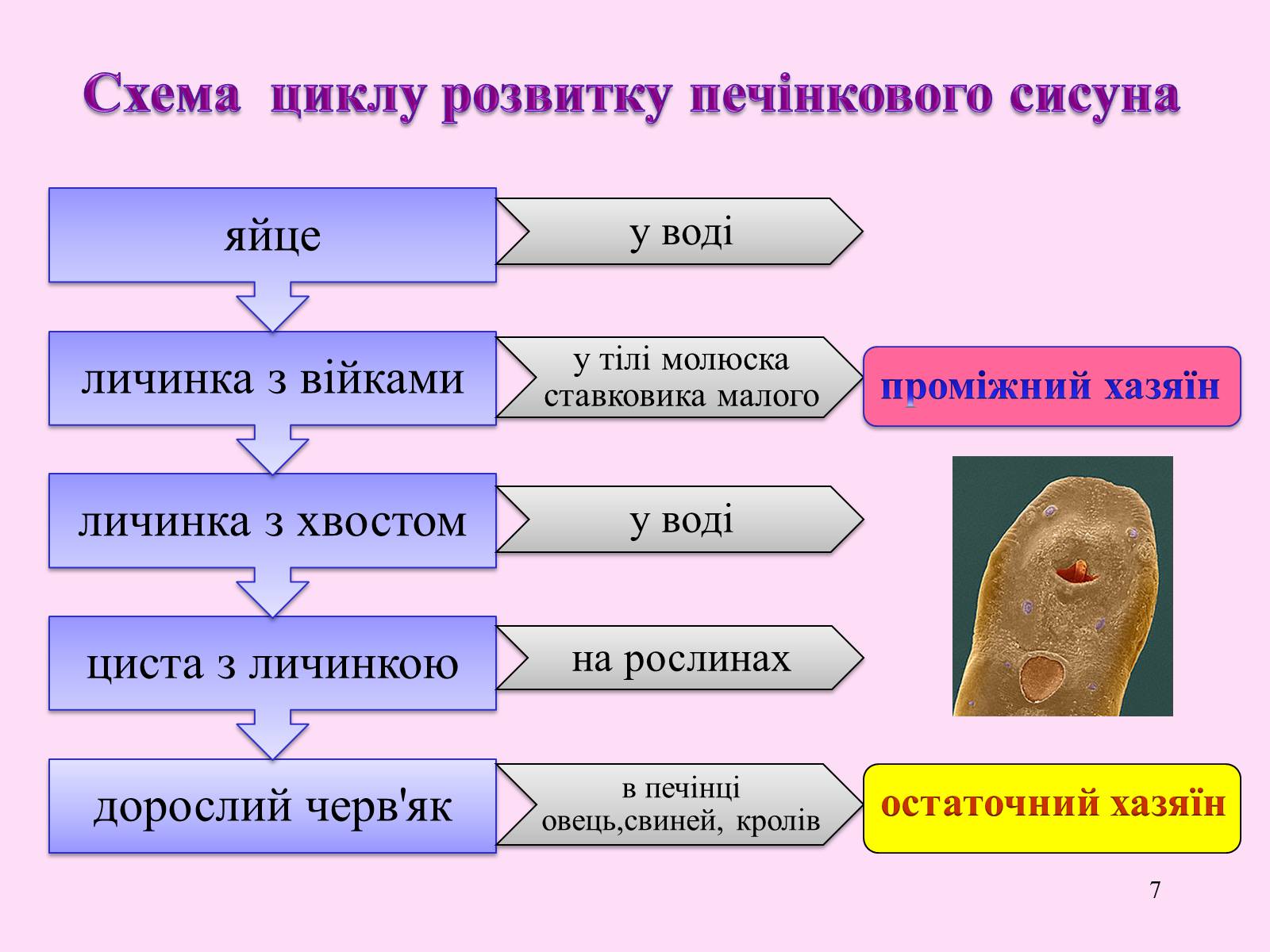 Презентація на тему «Різноманітність паразитичних плоских червів» - Слайд #7