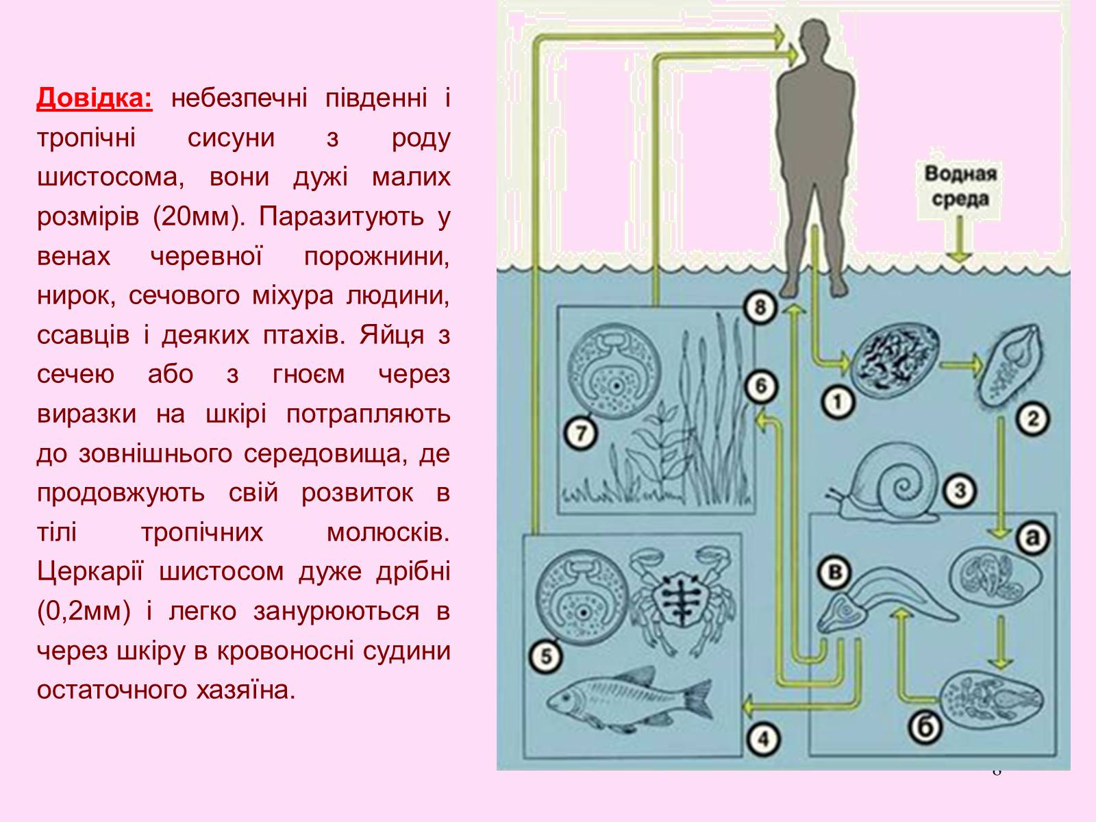 Презентація на тему «Різноманітність паразитичних плоских червів» - Слайд #8