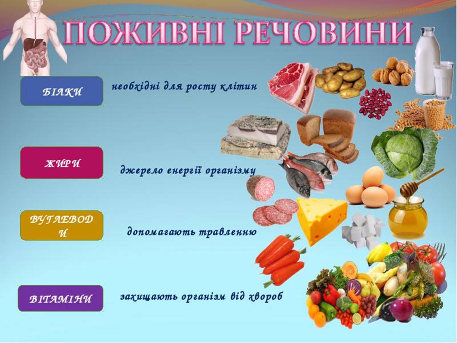 Презентація на тему «обмін речовин та енергії в організмі людини» - Слайд #8