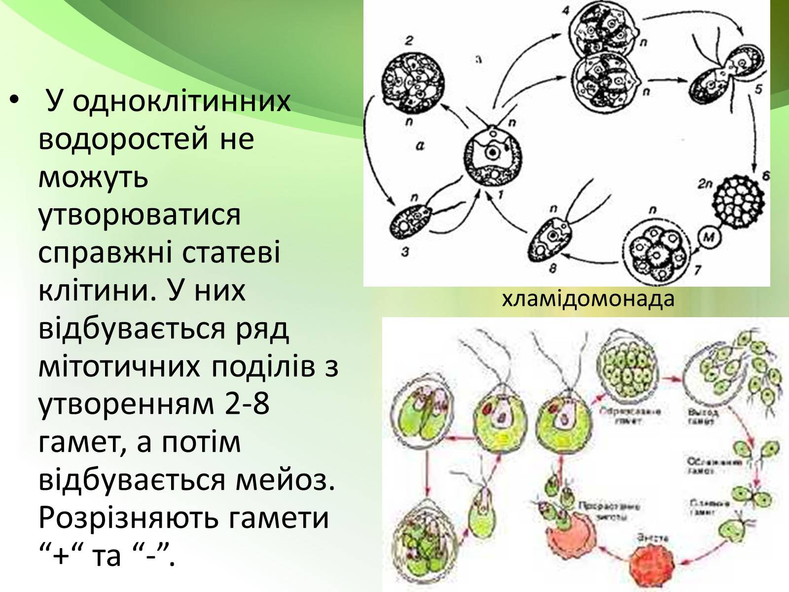 Презентація на тему «Запилення та запліднення рослин» (варіант 1) - Слайд #11