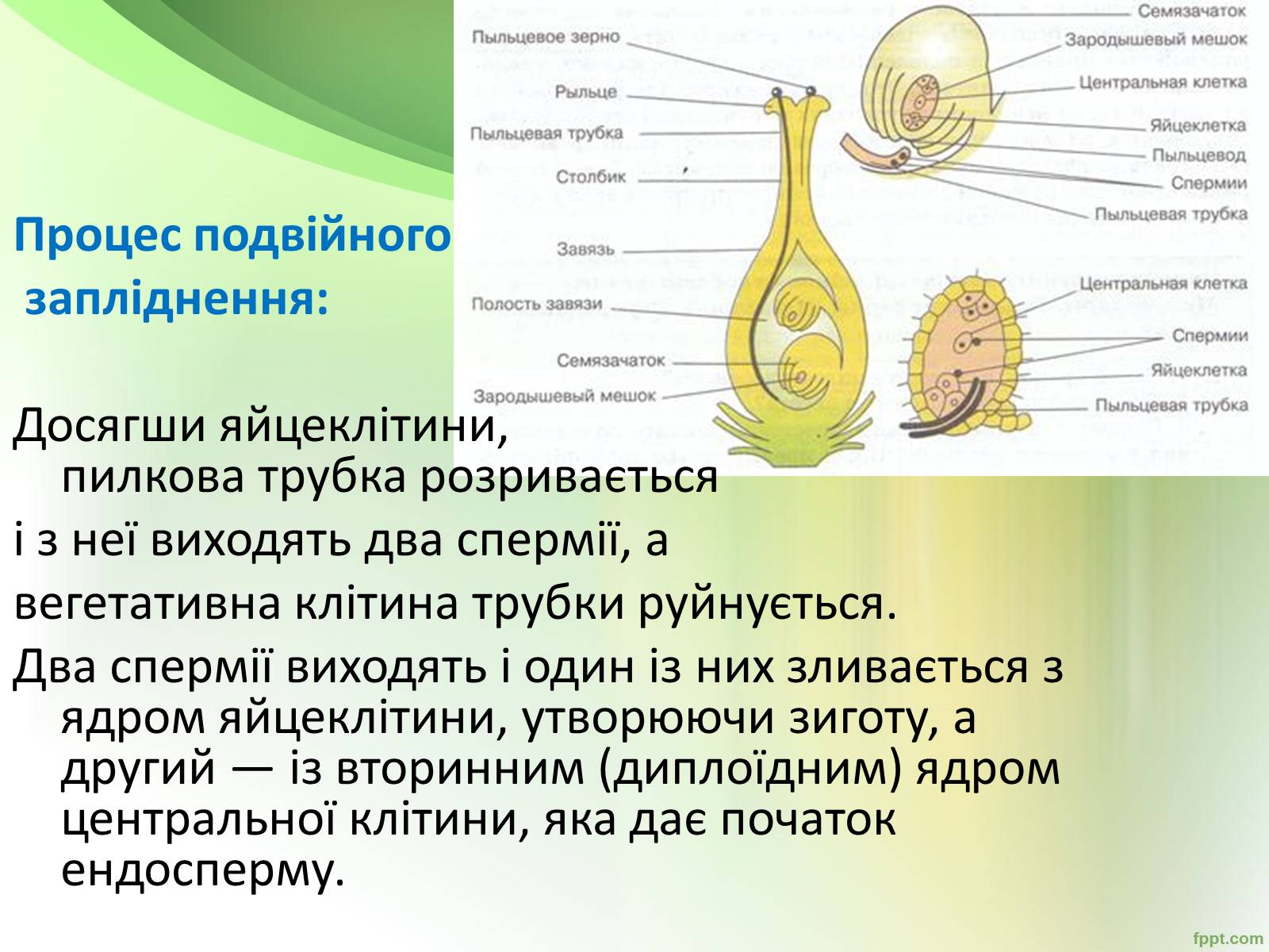 Презентація на тему «Запилення та запліднення рослин» (варіант 1) - Слайд #14