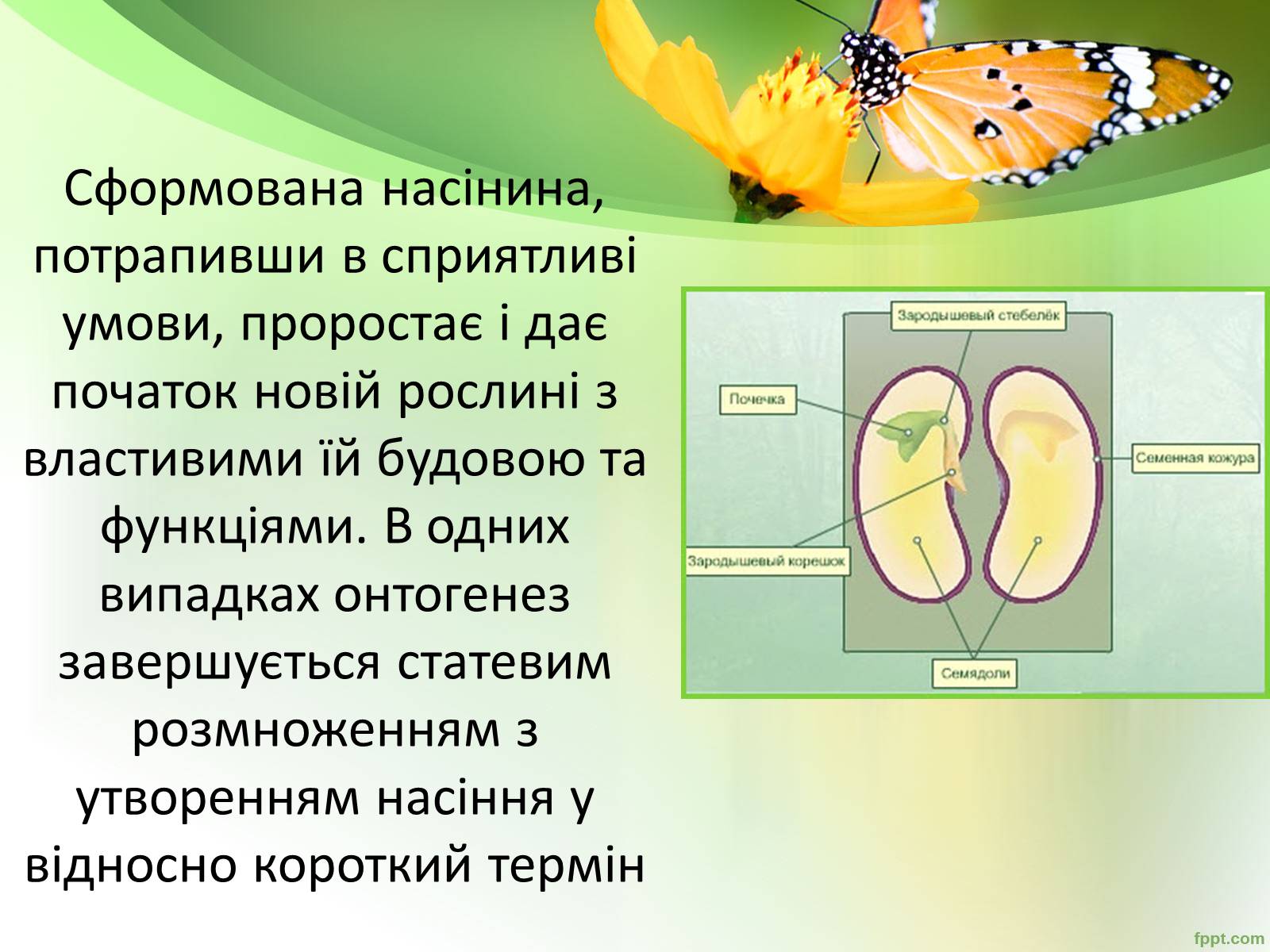 Презентація на тему «Запилення та запліднення рослин» (варіант 1) - Слайд #16