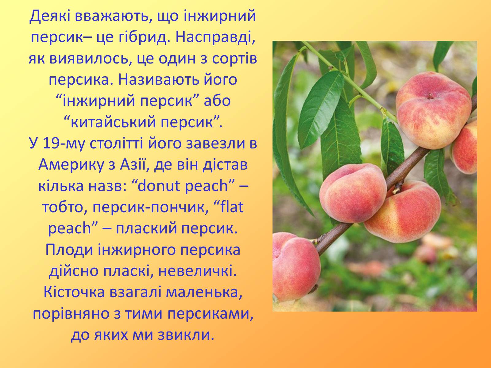 Презентація на тему «Методи селекції рослин» - Слайд #10