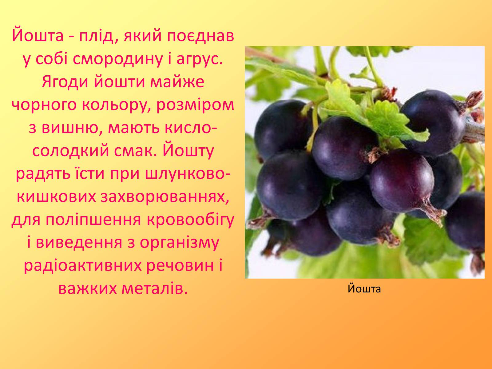 Презентація на тему «Методи селекції рослин» - Слайд #8