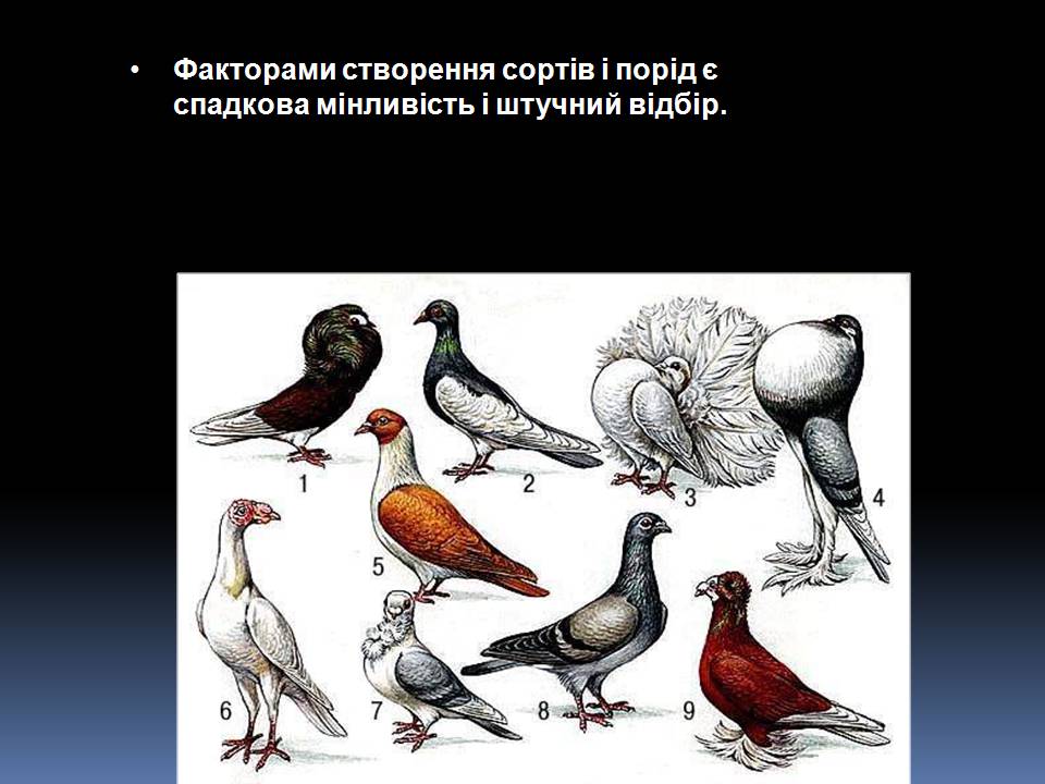 Презентація на тему «Еволюційне вчення Чарльза Дарвіна» - Слайд #4