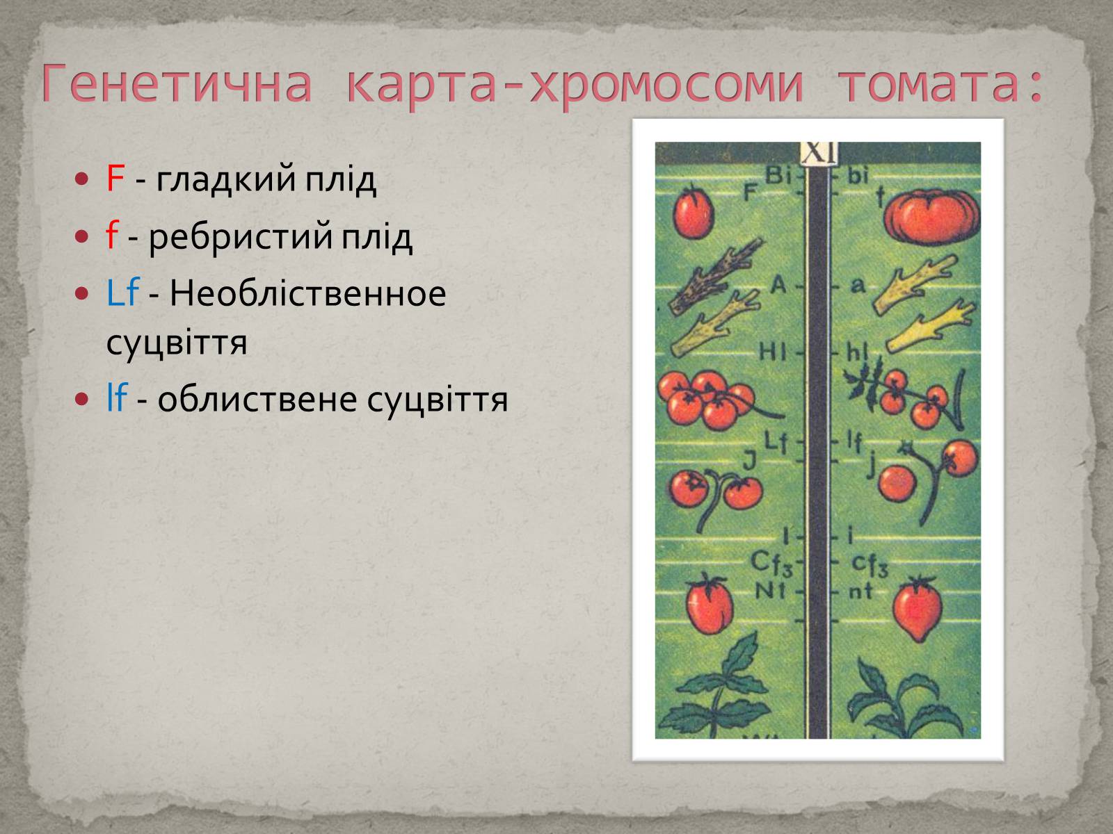 Презентація на тему «Хромосомна теорія спадковості» (варіант 1) - Слайд #13