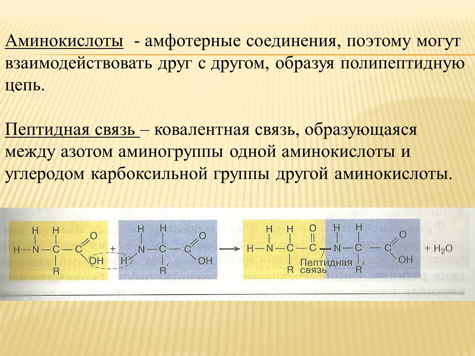 Презентація на тему «Органические вещества. Углеводы. Белки» - Слайд #18