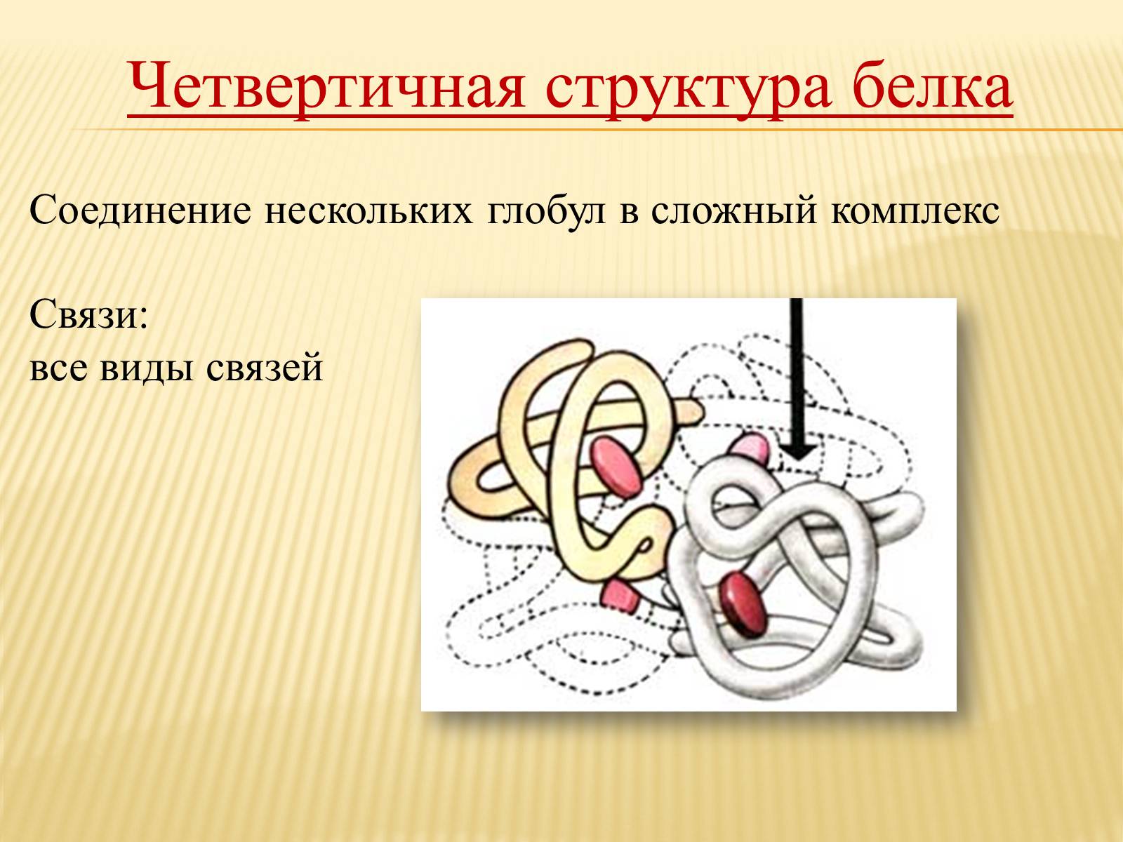 Презентація на тему «Органические вещества. Углеводы. Белки» - Слайд #24