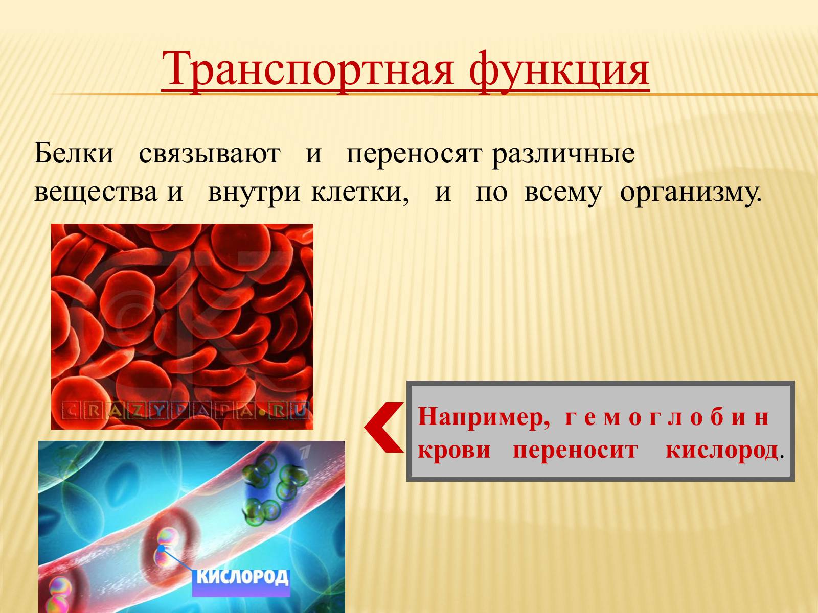 Презентація на тему «Органические вещества. Углеводы. Белки» - Слайд #29