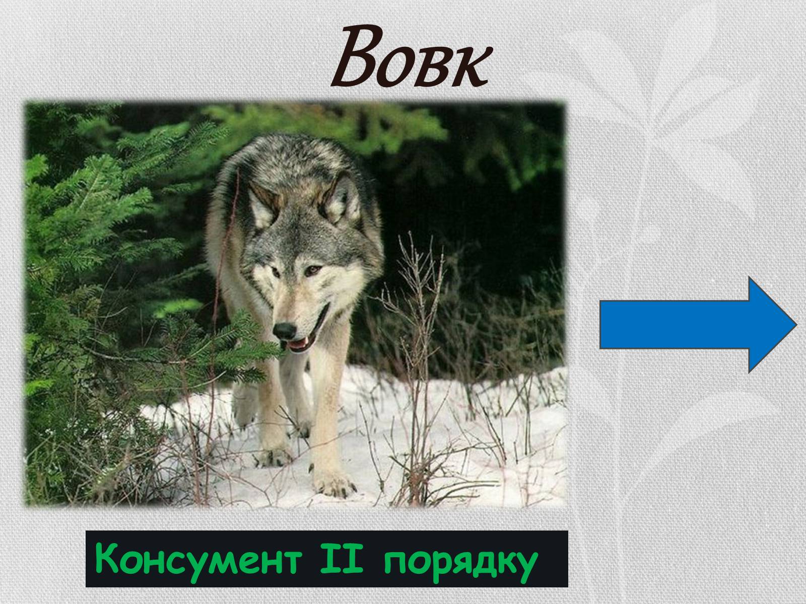 Презентація на тему «Ланцюг живлення» (варіант 1) - Слайд #12