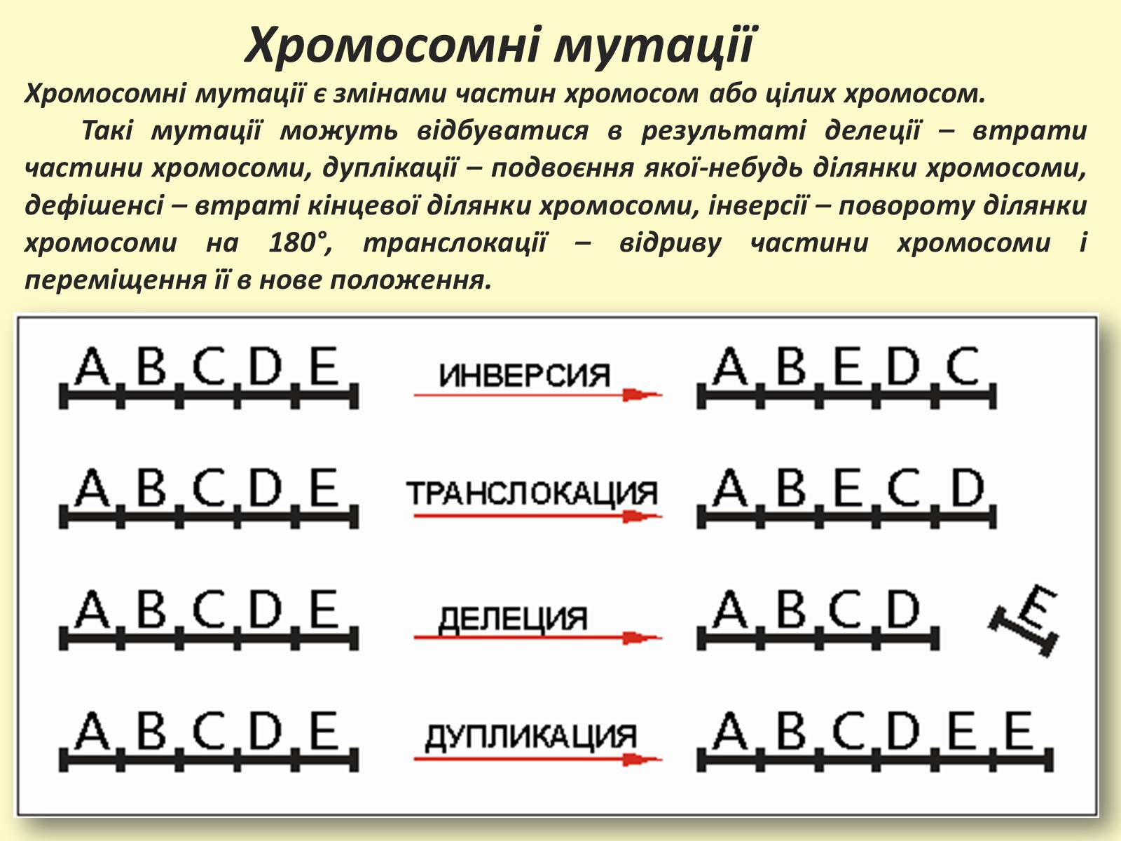 Презентація на тему «Види, причини мутацій. Мутагени» - Слайд #13