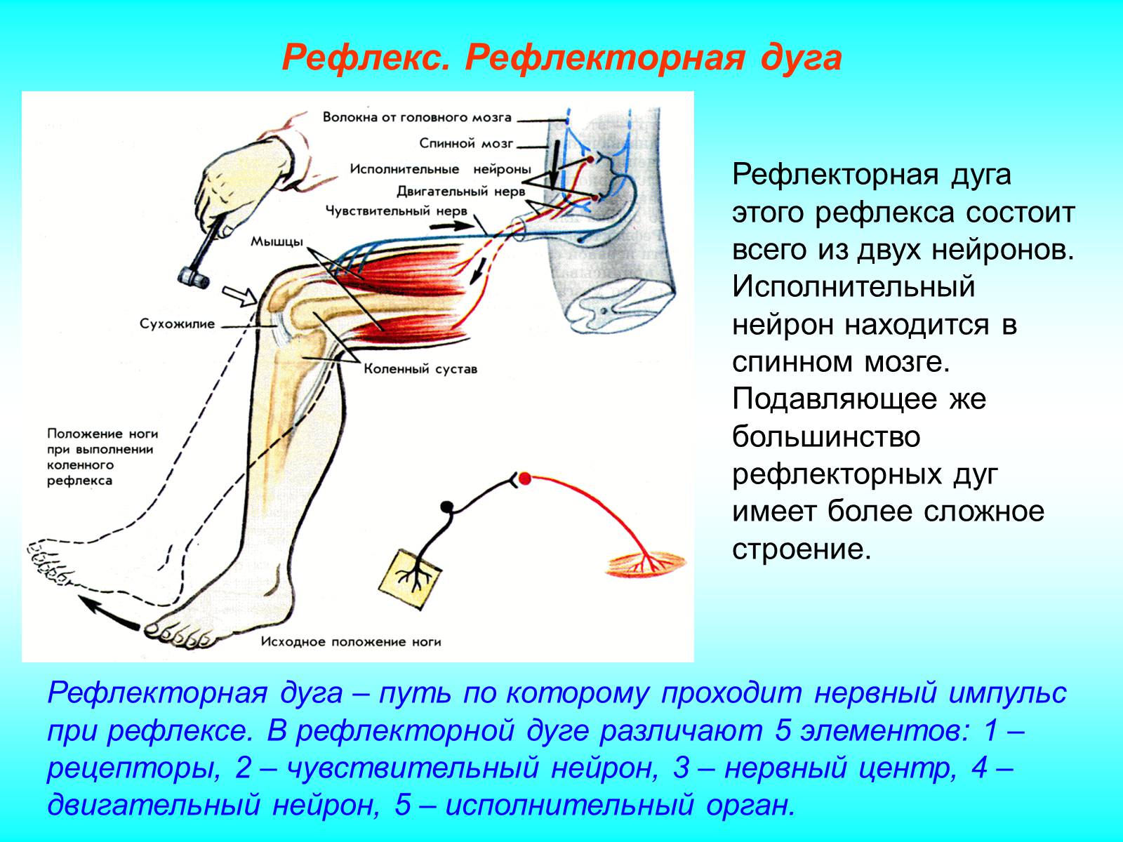 Презентація на тему «Рефлекс. Рефлекторная дуга» - Слайд #4