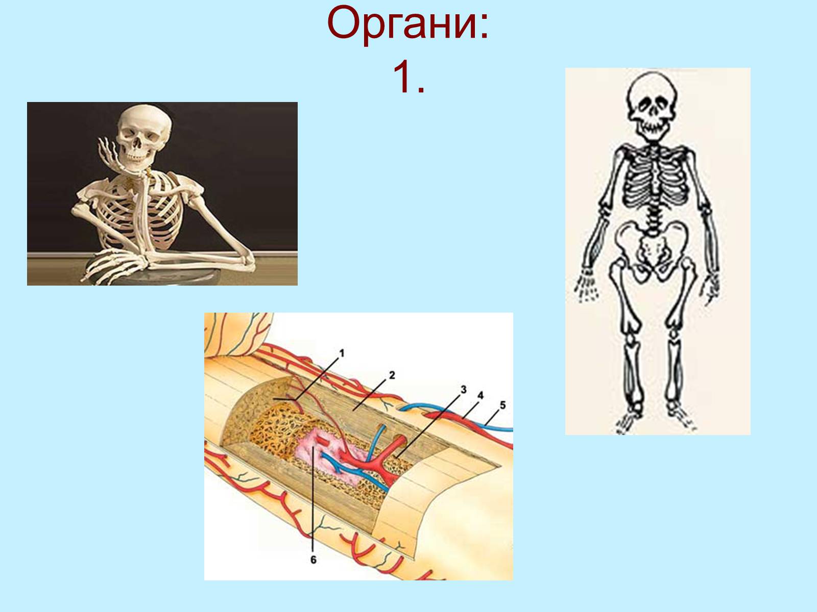 Презентація на тему «Опорно-рухова система» - Слайд #3