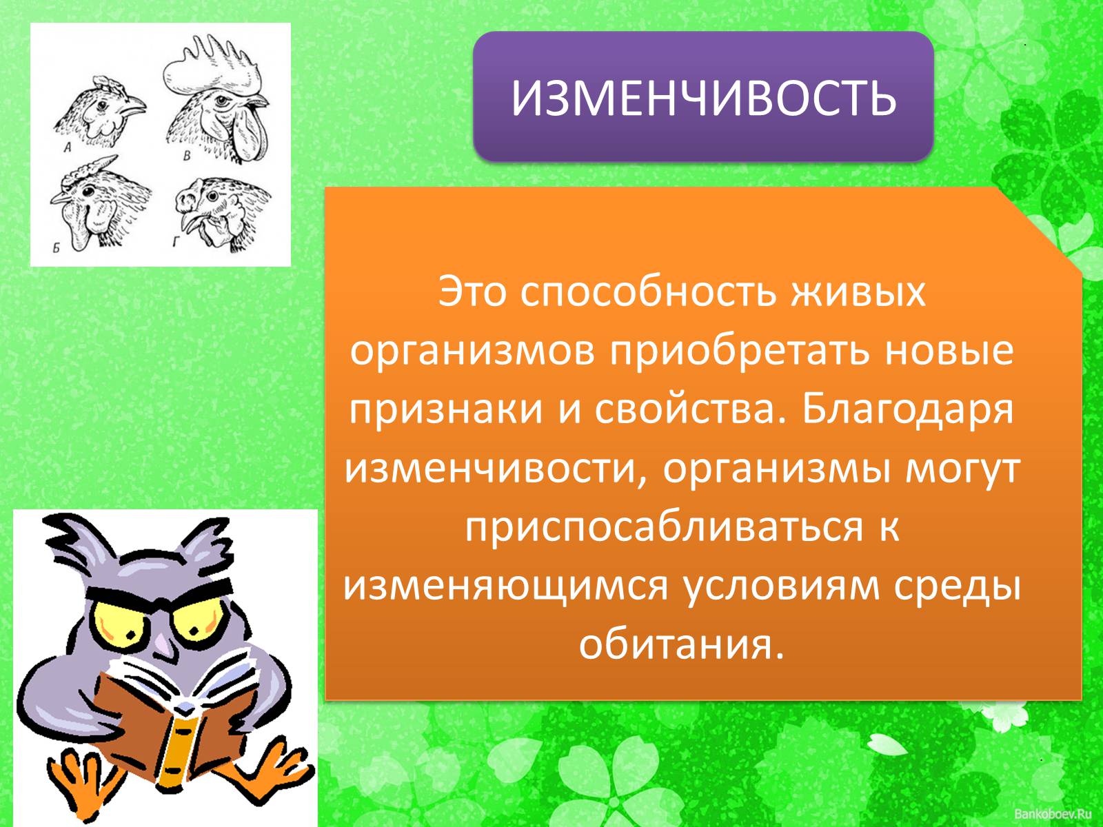 Презентація на тему «Мутационная изменчивость» - Слайд #2