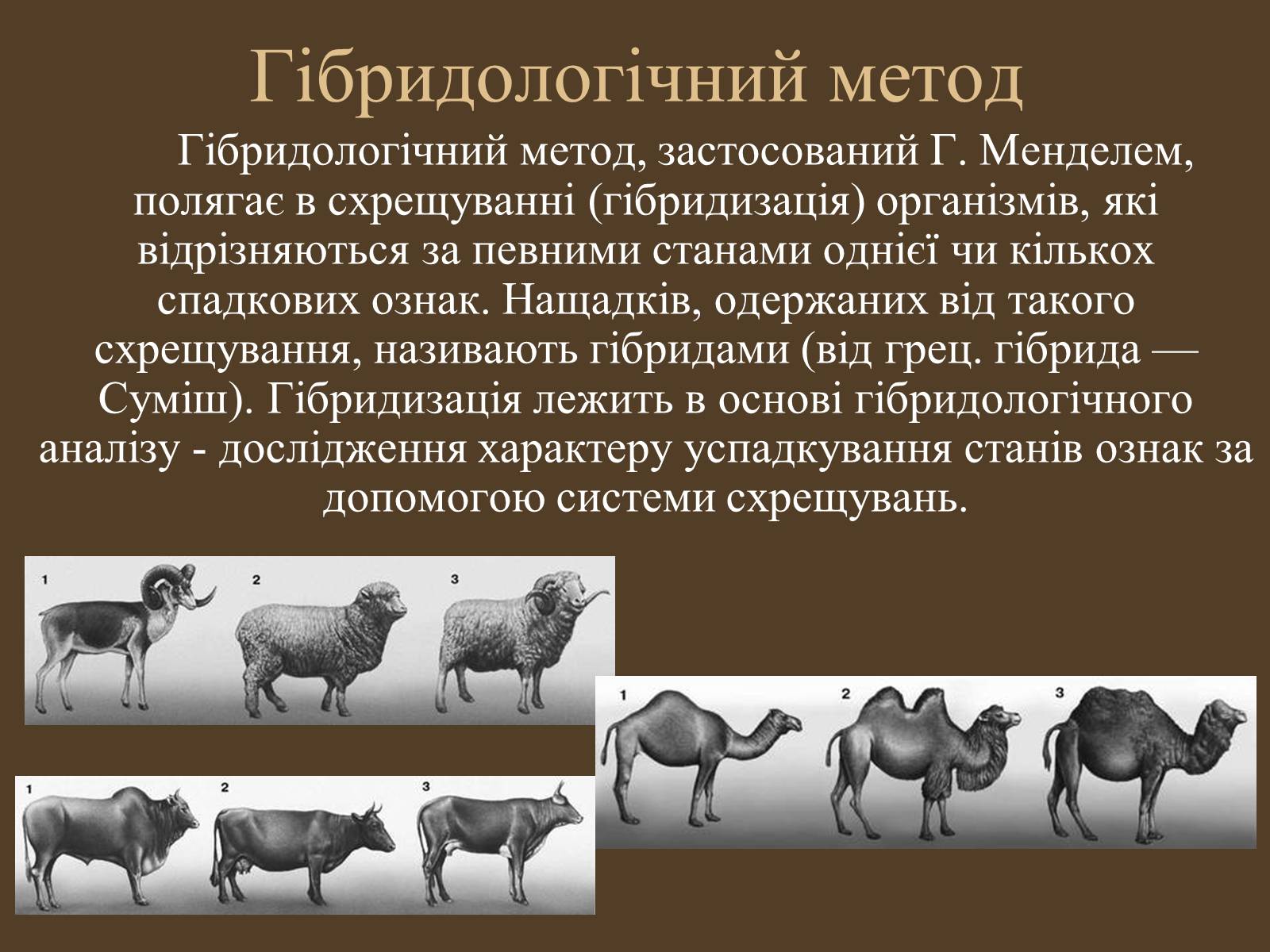 Презентація на тему «Методи генетичних досліджень» (варіант 1) - Слайд #7