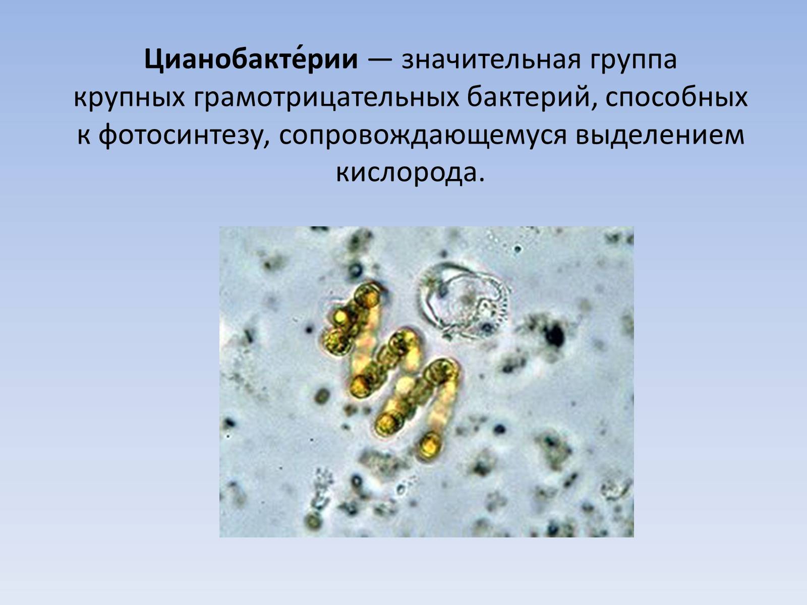 Презентація на тему «Цианобактерии» - Слайд #2