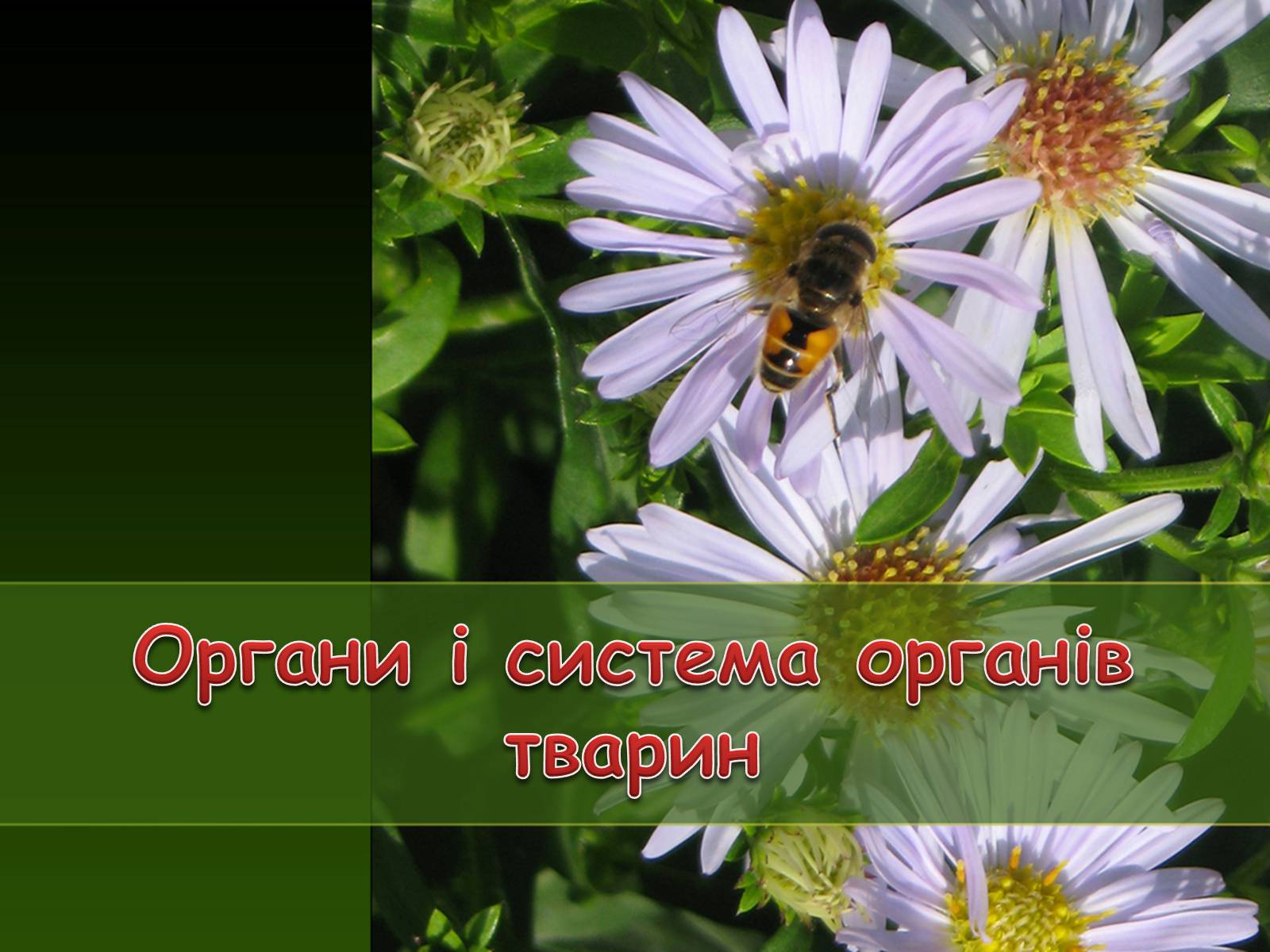 Презентація на тему «Органи і система органів тварин» - Слайд #1