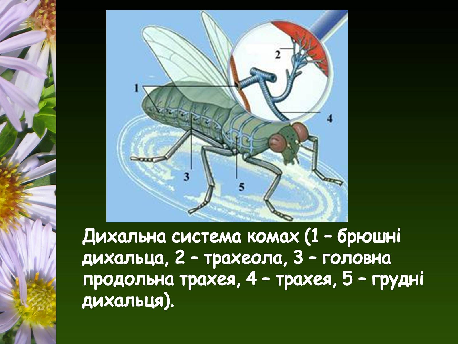 Презентація на тему «Органи і система органів тварин» - Слайд #7