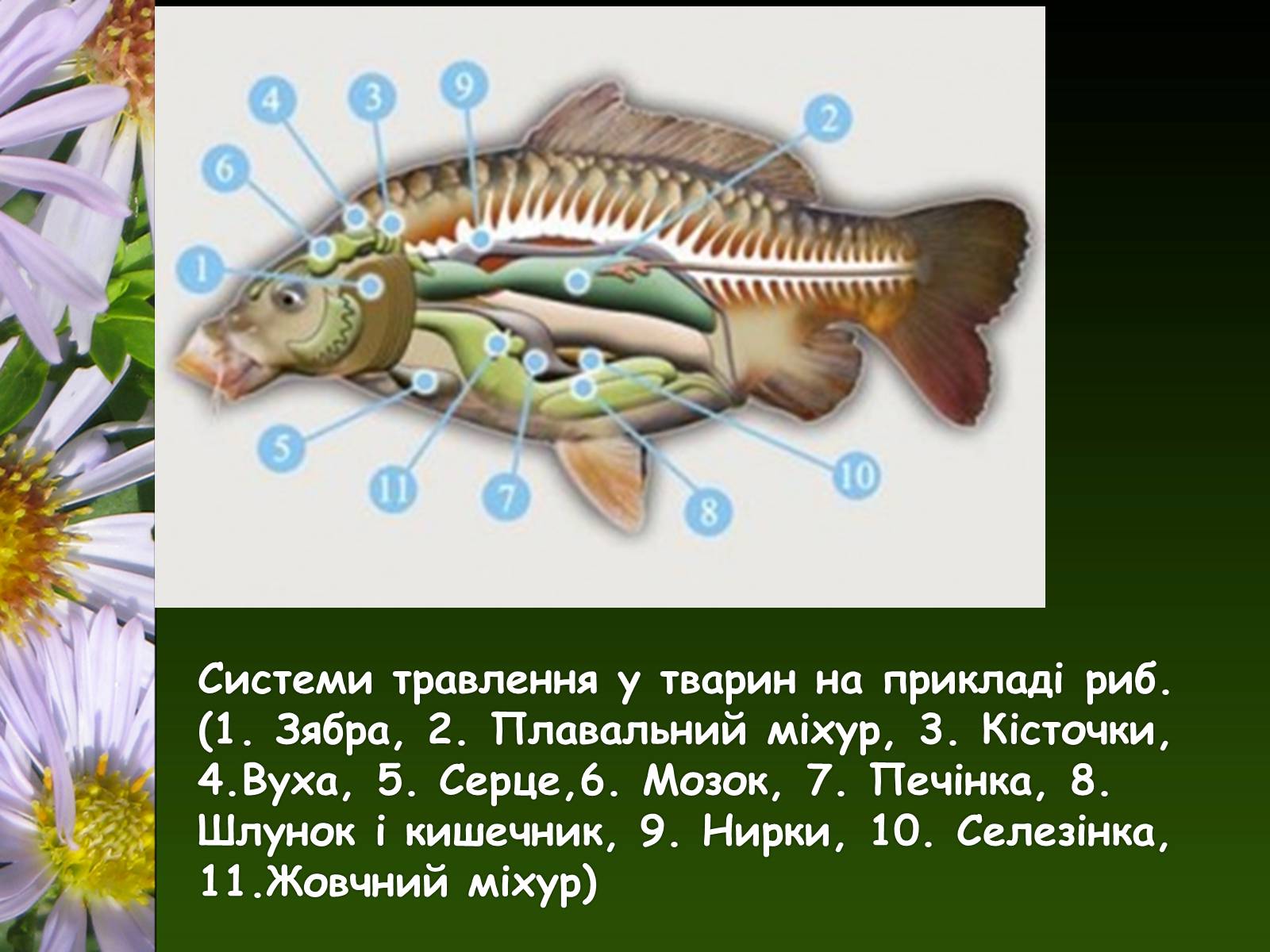 Презентація на тему «Органи і система органів тварин» - Слайд #9