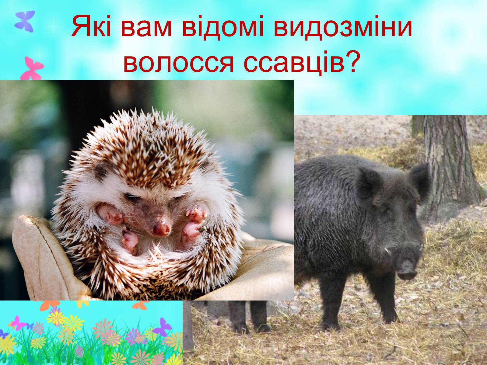 Презентація на тему «Загальна характеристика класу Ссавці. Зовнішня будова, скелет і мускулатура» - Слайд #11