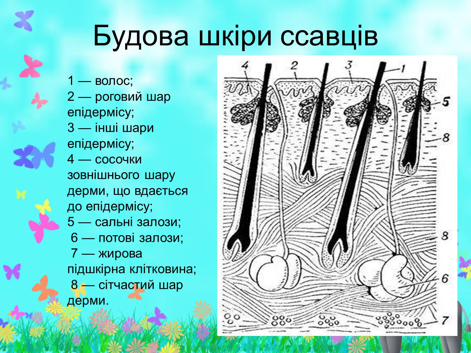 Презентація на тему «Загальна характеристика класу Ссавці. Зовнішня будова, скелет і мускулатура» - Слайд #12