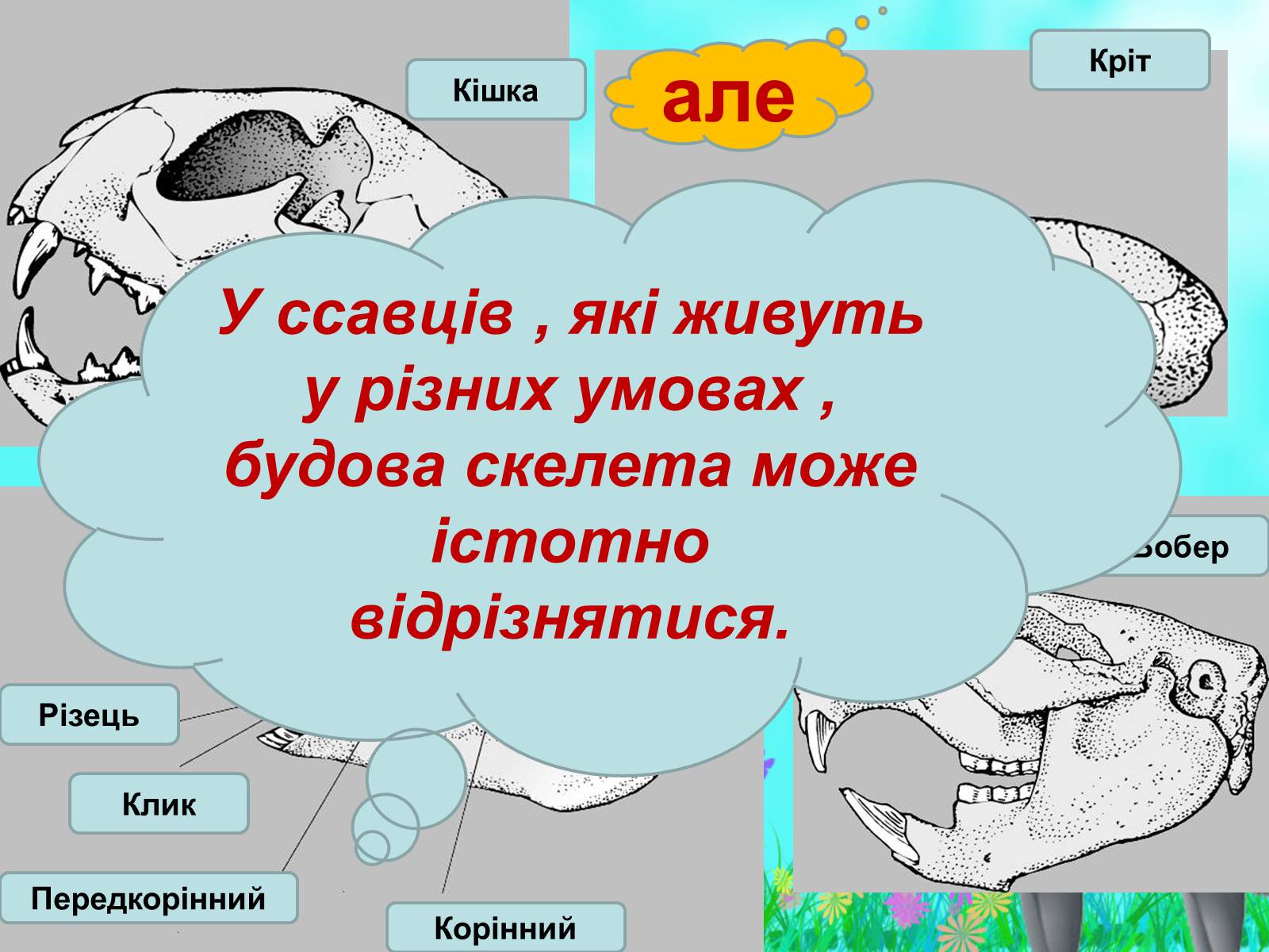 Презентація на тему «Загальна характеристика класу Ссавці. Зовнішня будова, скелет і мускулатура» - Слайд #18