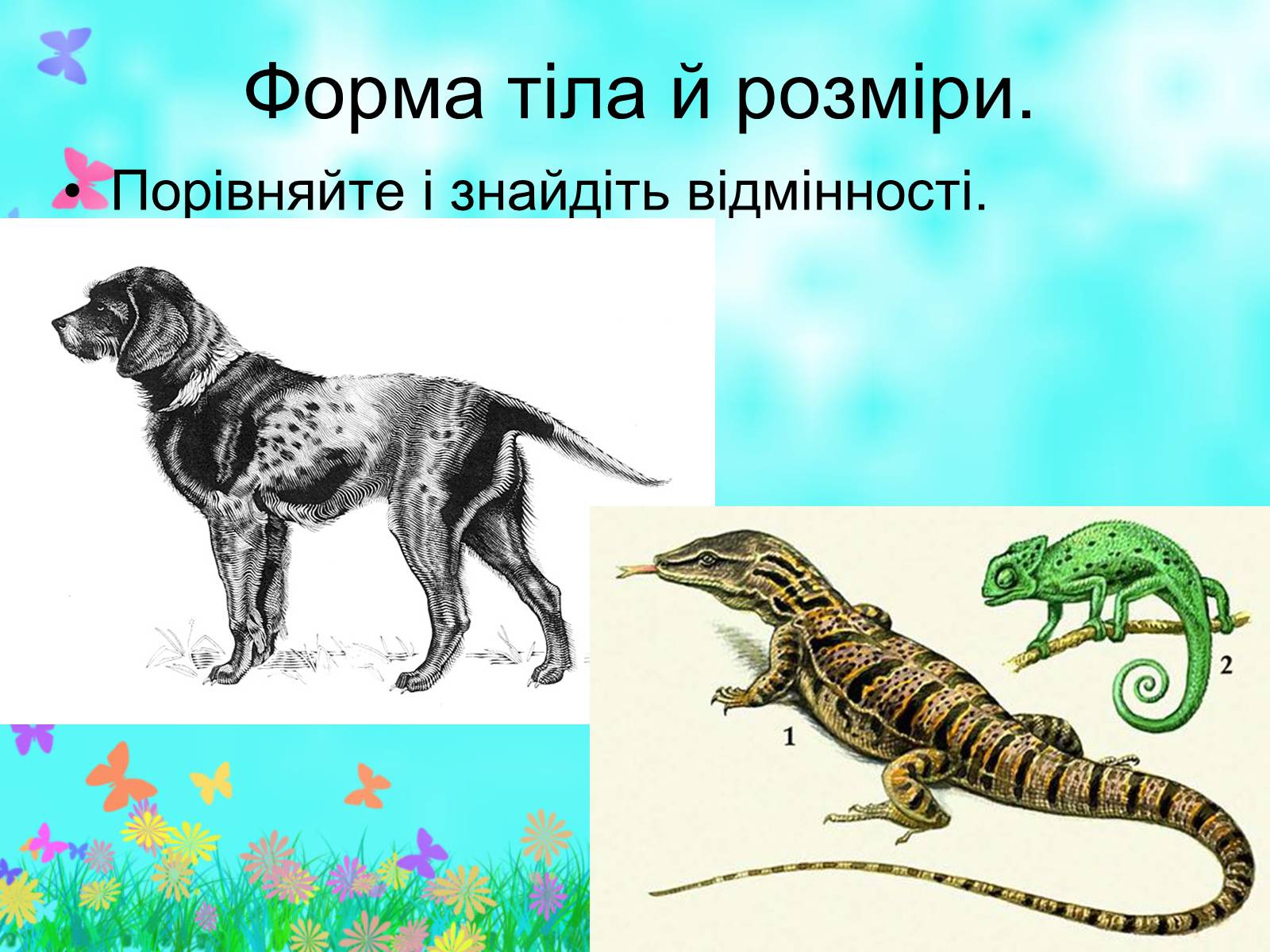 Презентація на тему «Загальна характеристика класу Ссавці. Зовнішня будова, скелет і мускулатура» - Слайд #7