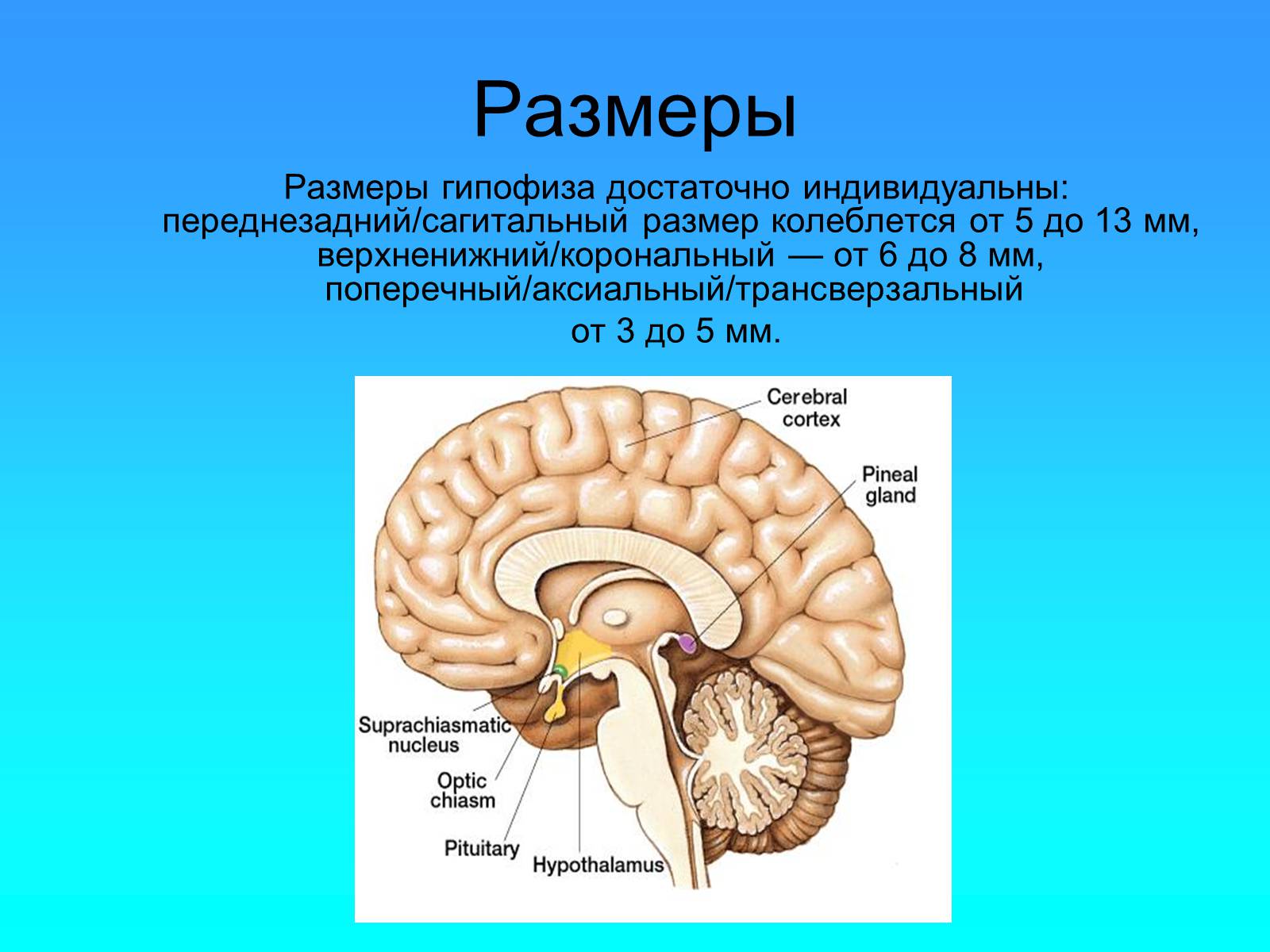 Презентація на тему «Гипофиз» - Слайд #4