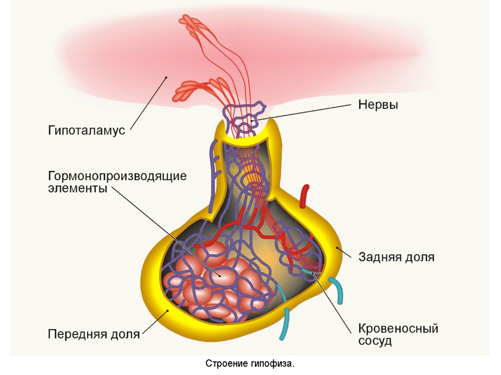 Презентація на тему «Гипофиз» - Слайд #6