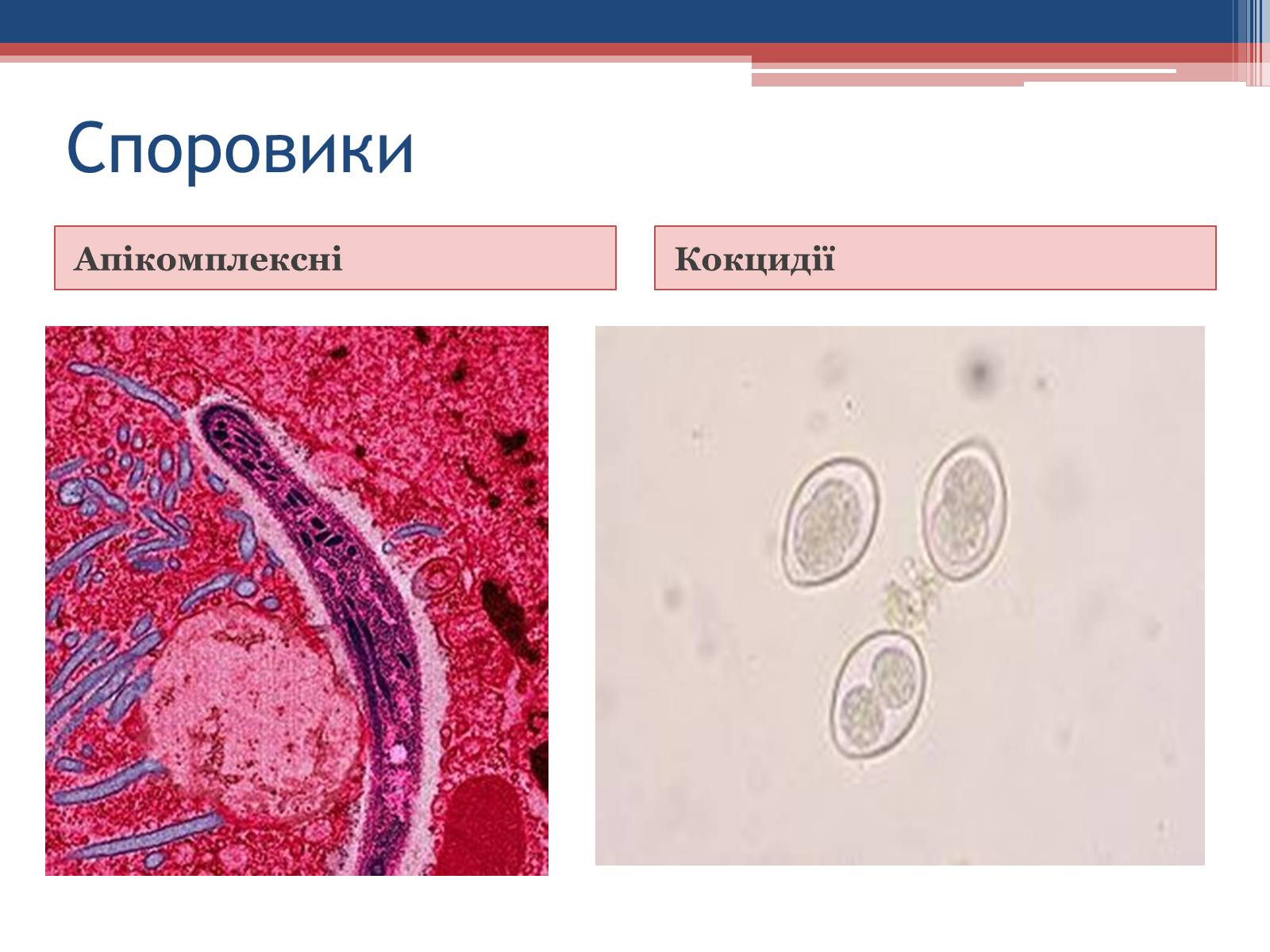 Презентація на тему «Хвороби людини, що викликаються одноклітинними тваринами» - Слайд #17