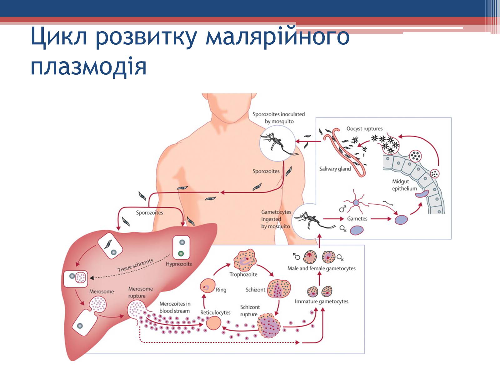 Презентація на тему «Хвороби людини, що викликаються одноклітинними тваринами» - Слайд #21