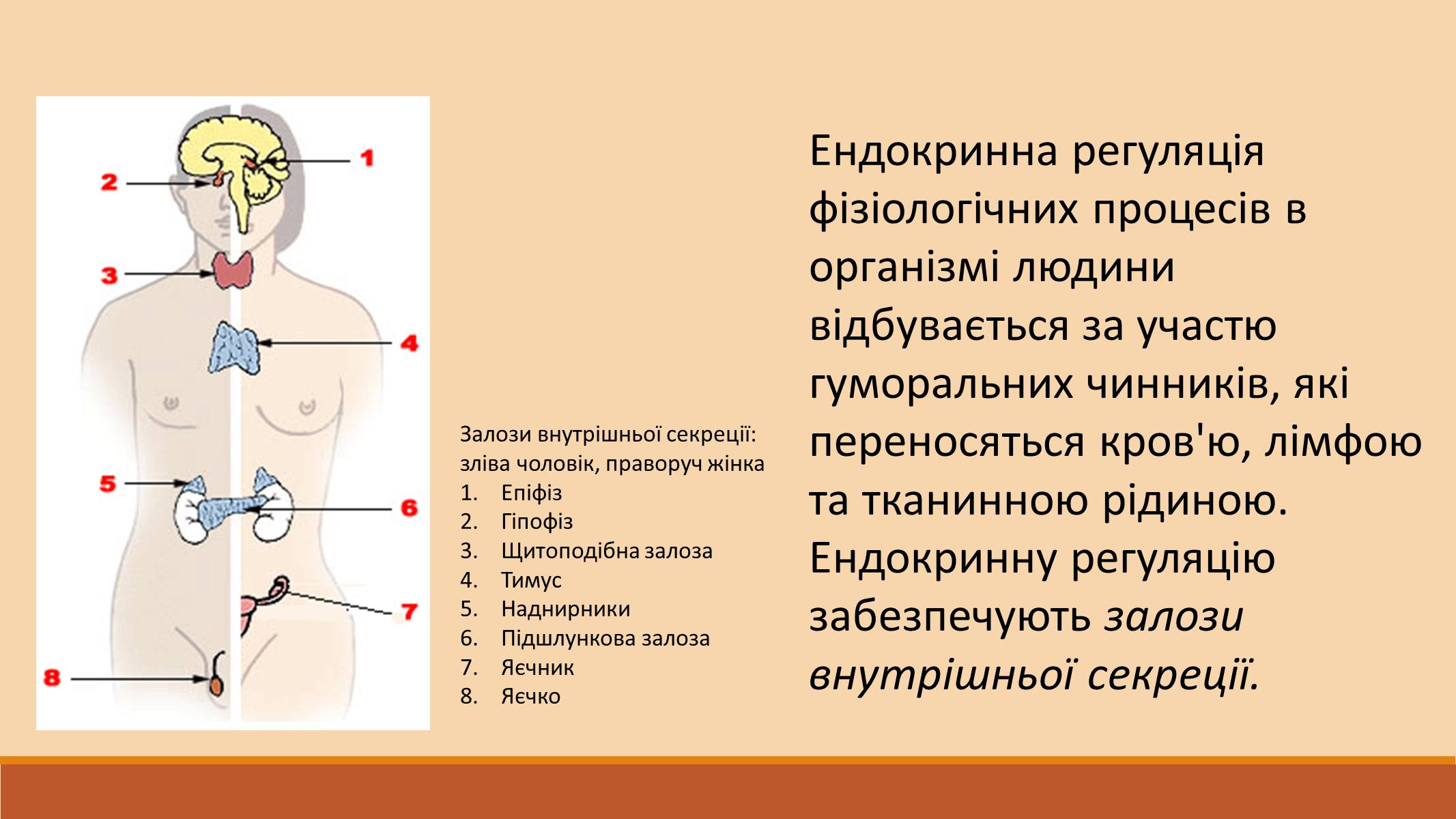 Презентація на тему «Ендокринна регуляція функцій організму» - Слайд #3