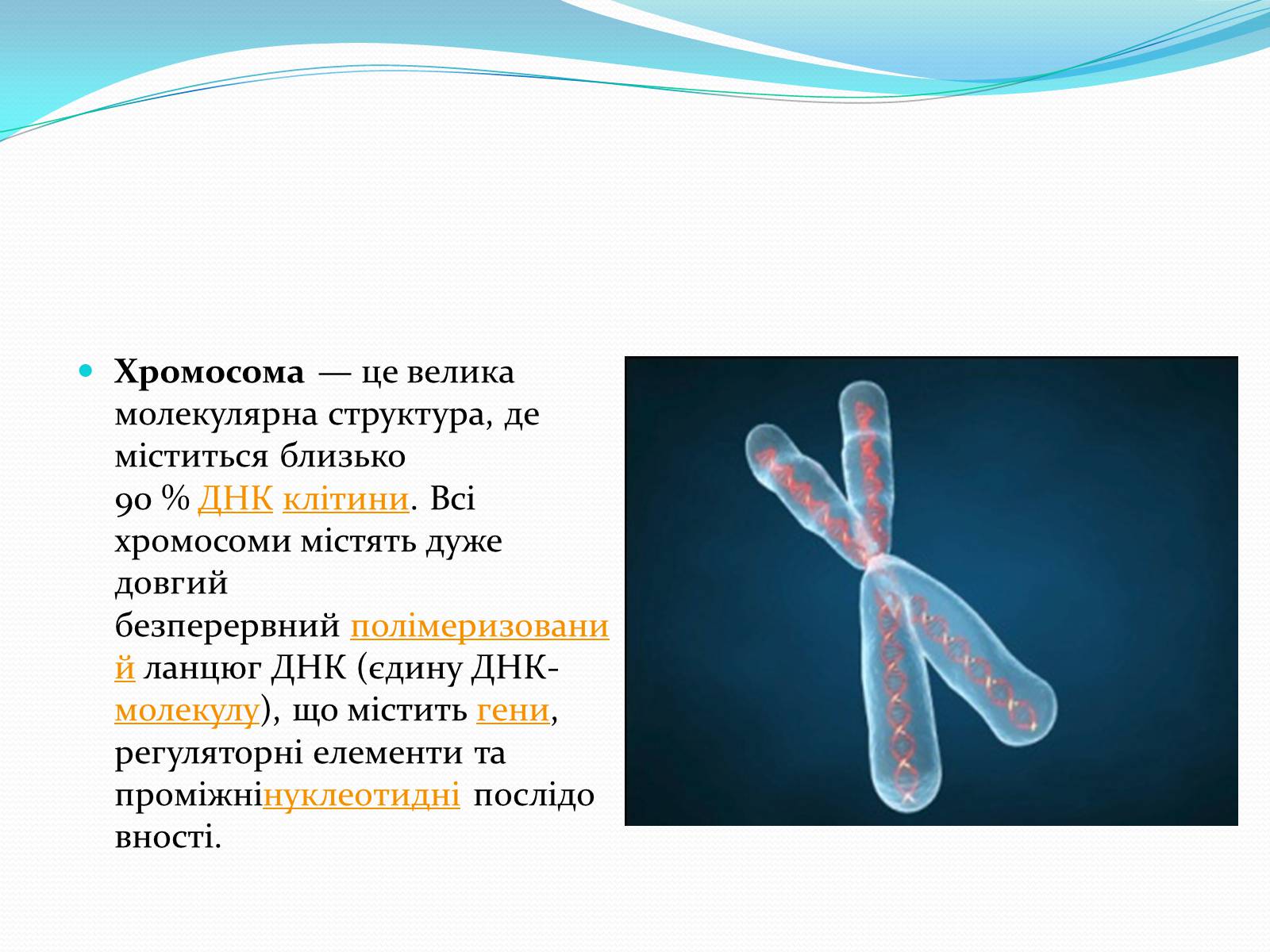 Презентація на тему «Хромосоми.Будова Хромосом.Каріотип» - Слайд #2