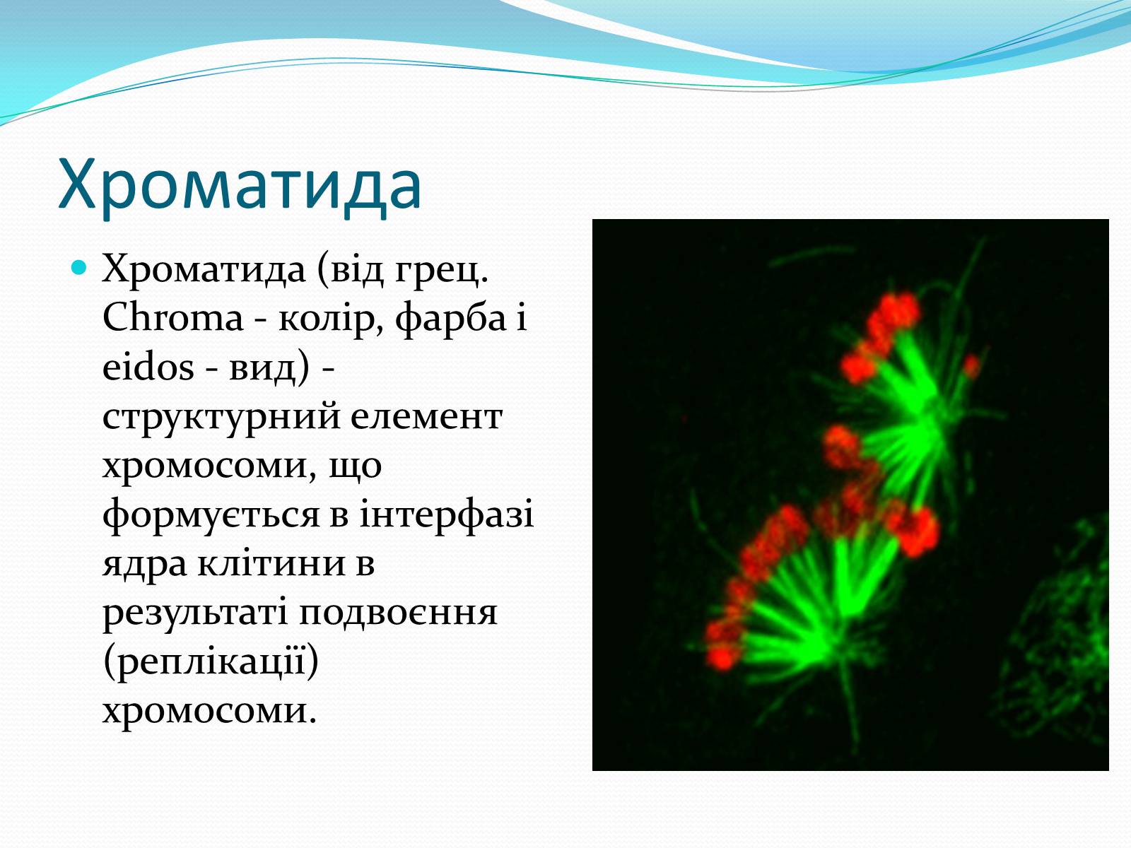 Презентація на тему «Хромосоми.Будова Хромосом.Каріотип» - Слайд #6