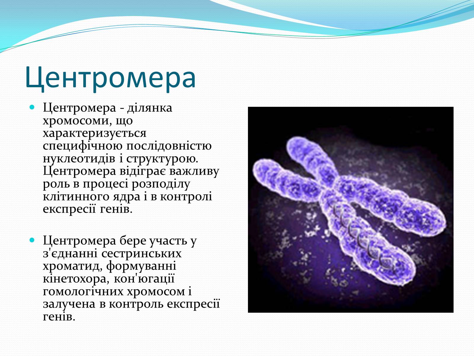 Презентація на тему «Хромосоми.Будова Хромосом.Каріотип» - Слайд #7