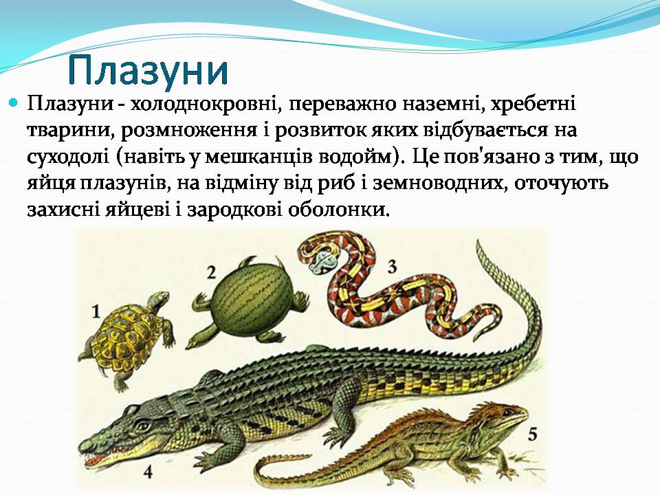 Презентація на тему «Різноманітність видів рослин у природі» - Слайд #18