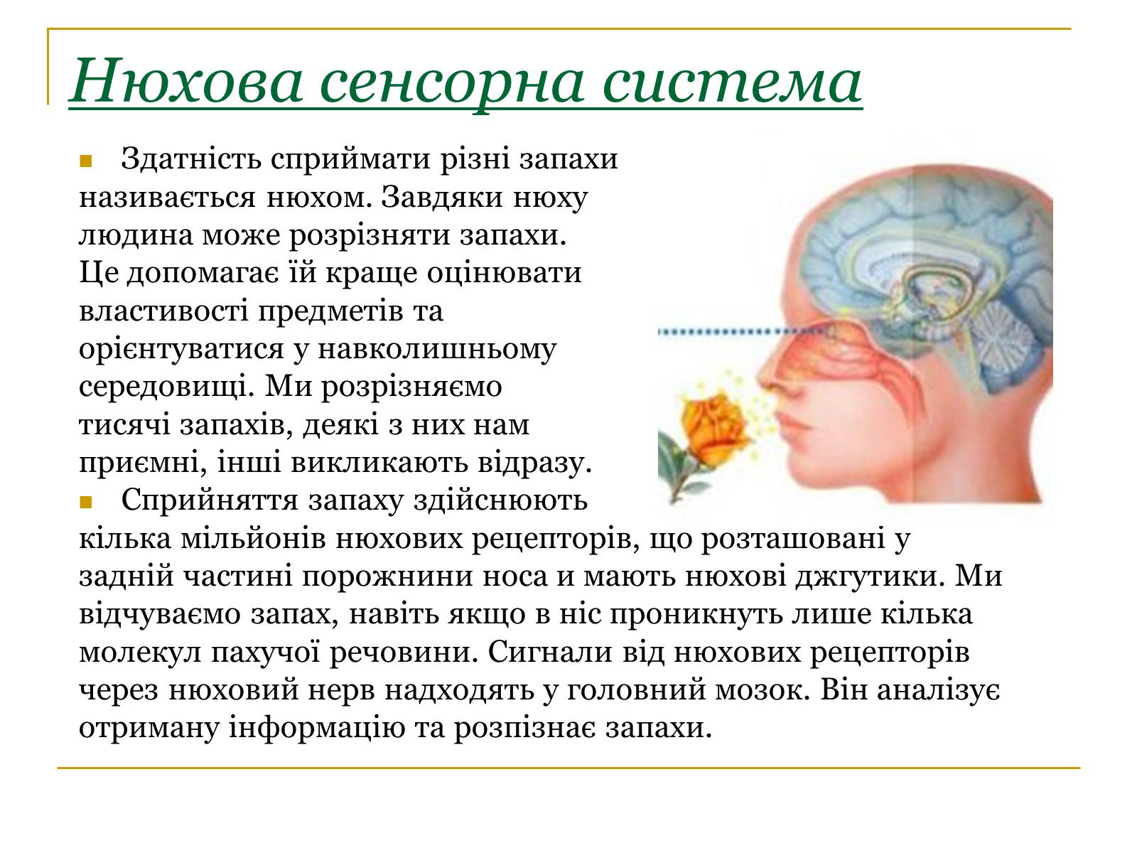 Презентація на тему «Основні сенсорні системи організму людини» - Слайд #16