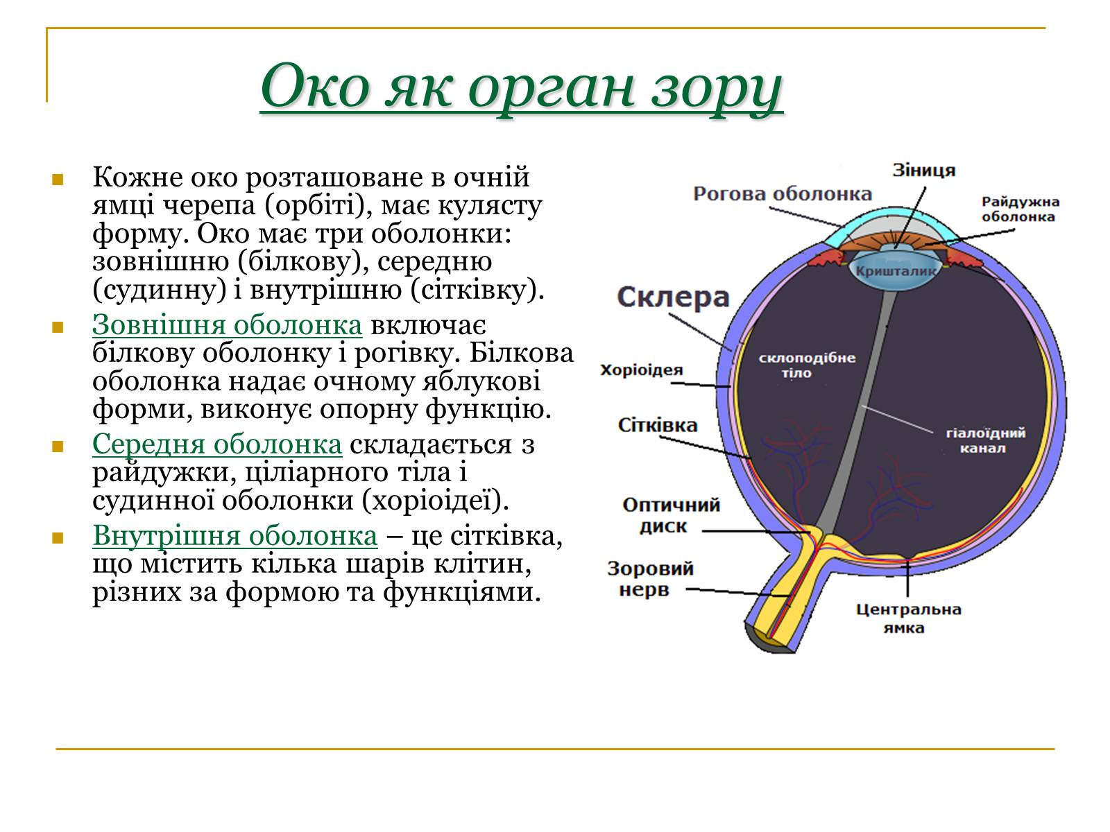 Презентація на тему «Основні сенсорні системи організму людини» - Слайд #4