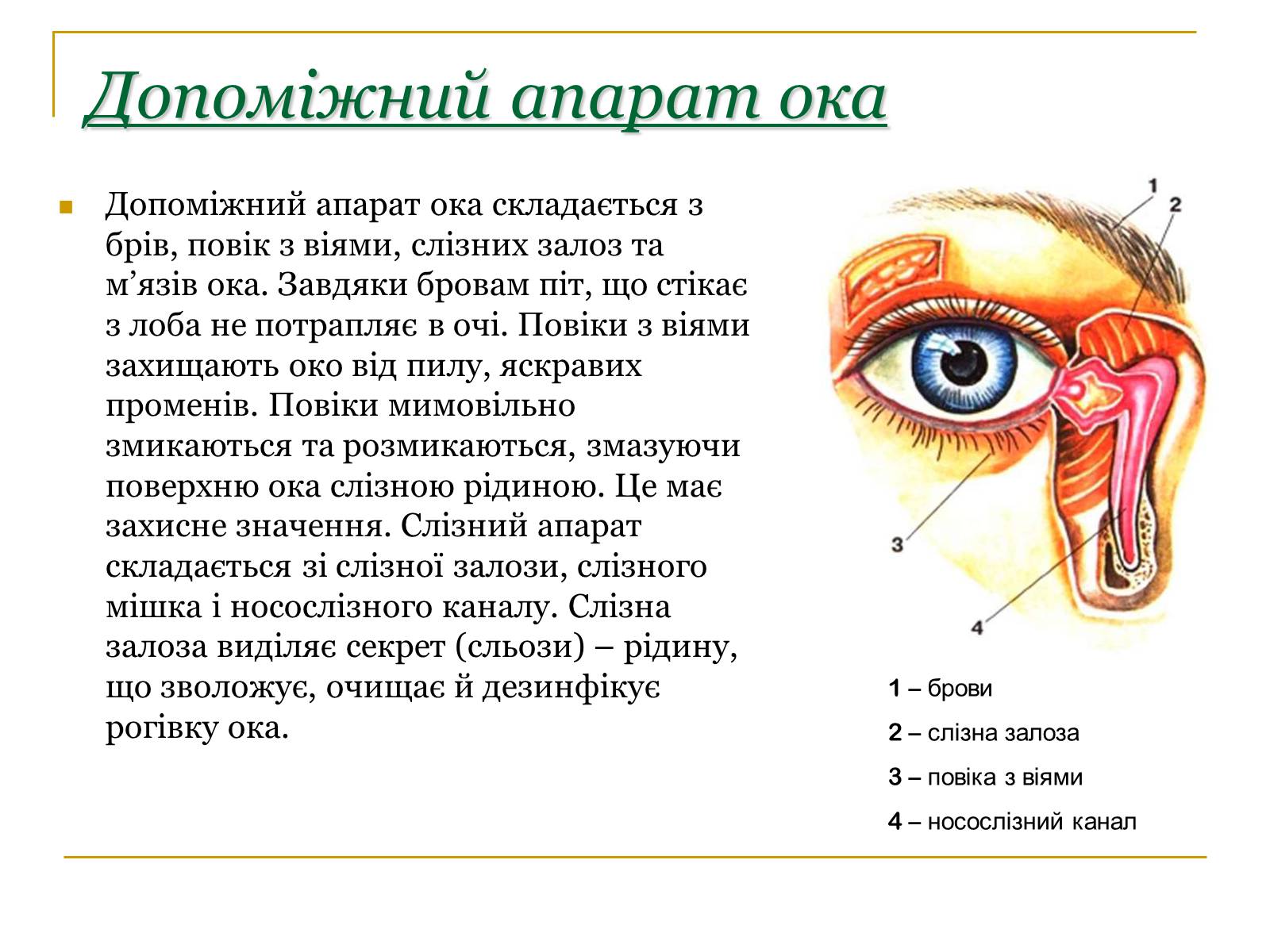 Презентація на тему «Основні сенсорні системи організму людини» - Слайд #5